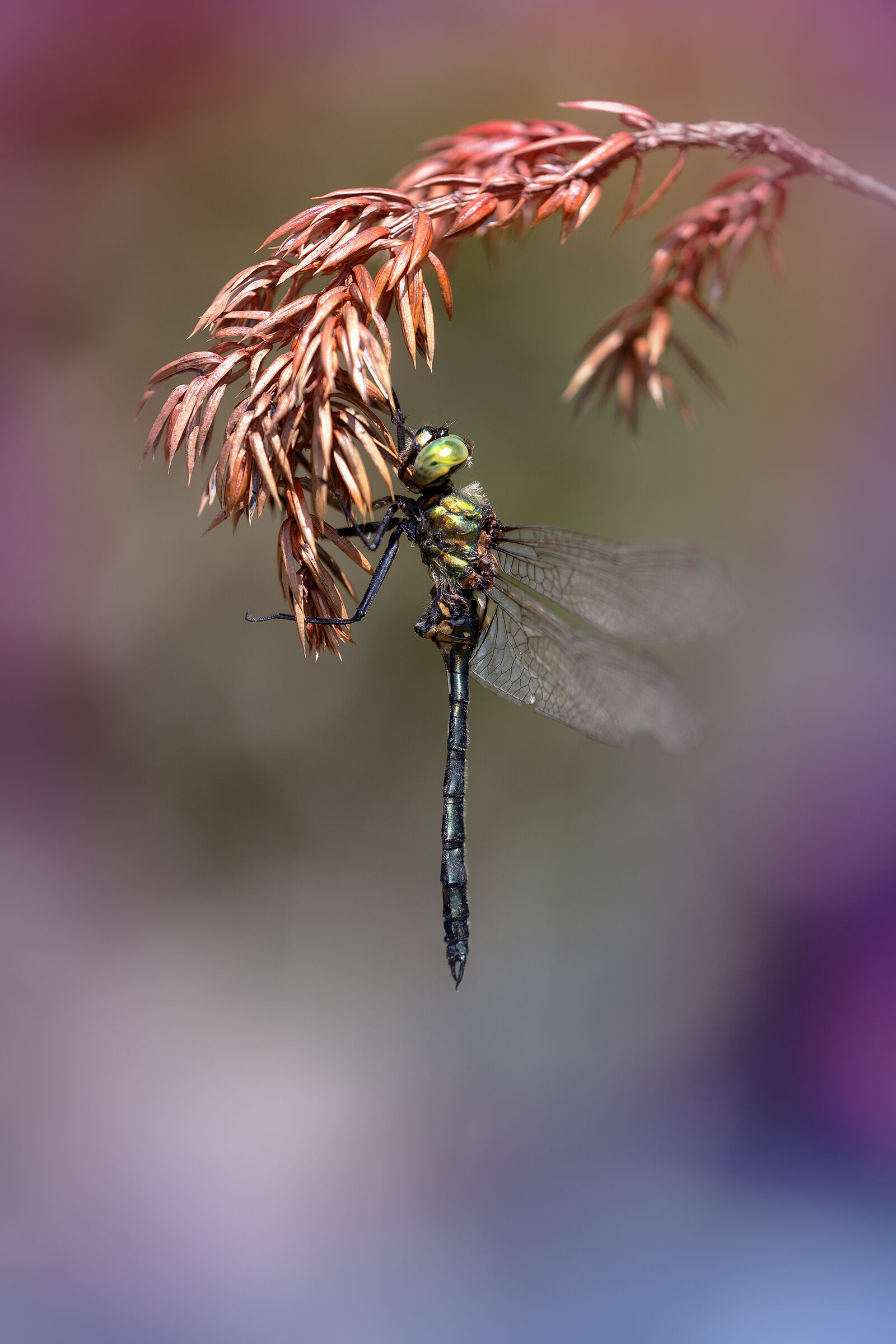 Metallic Somatochlora