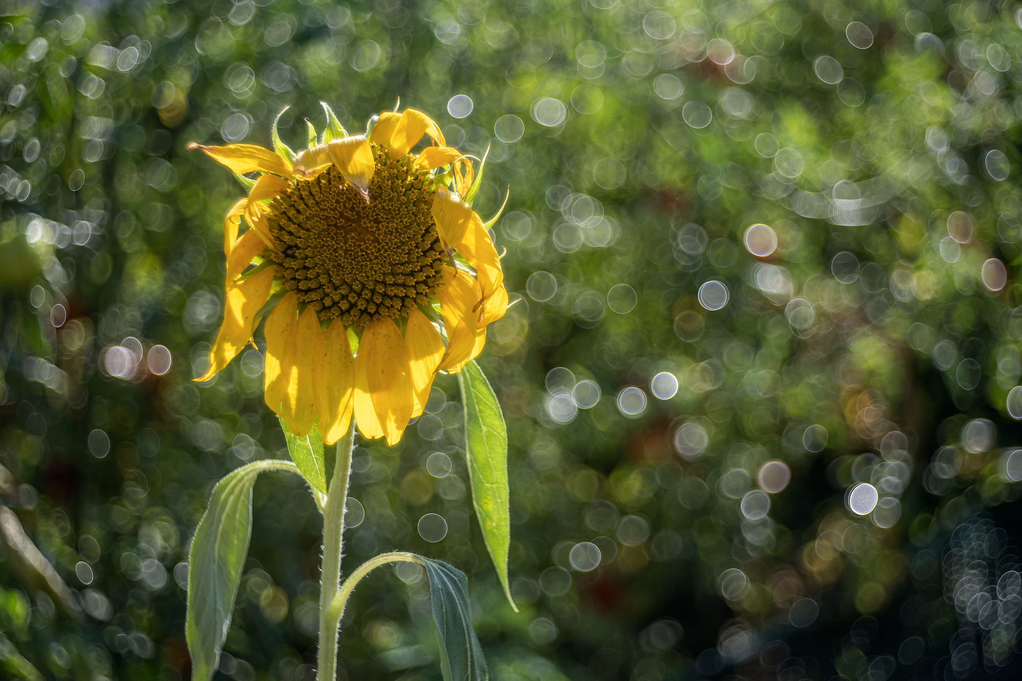 Girasole ormai quasi appassito
