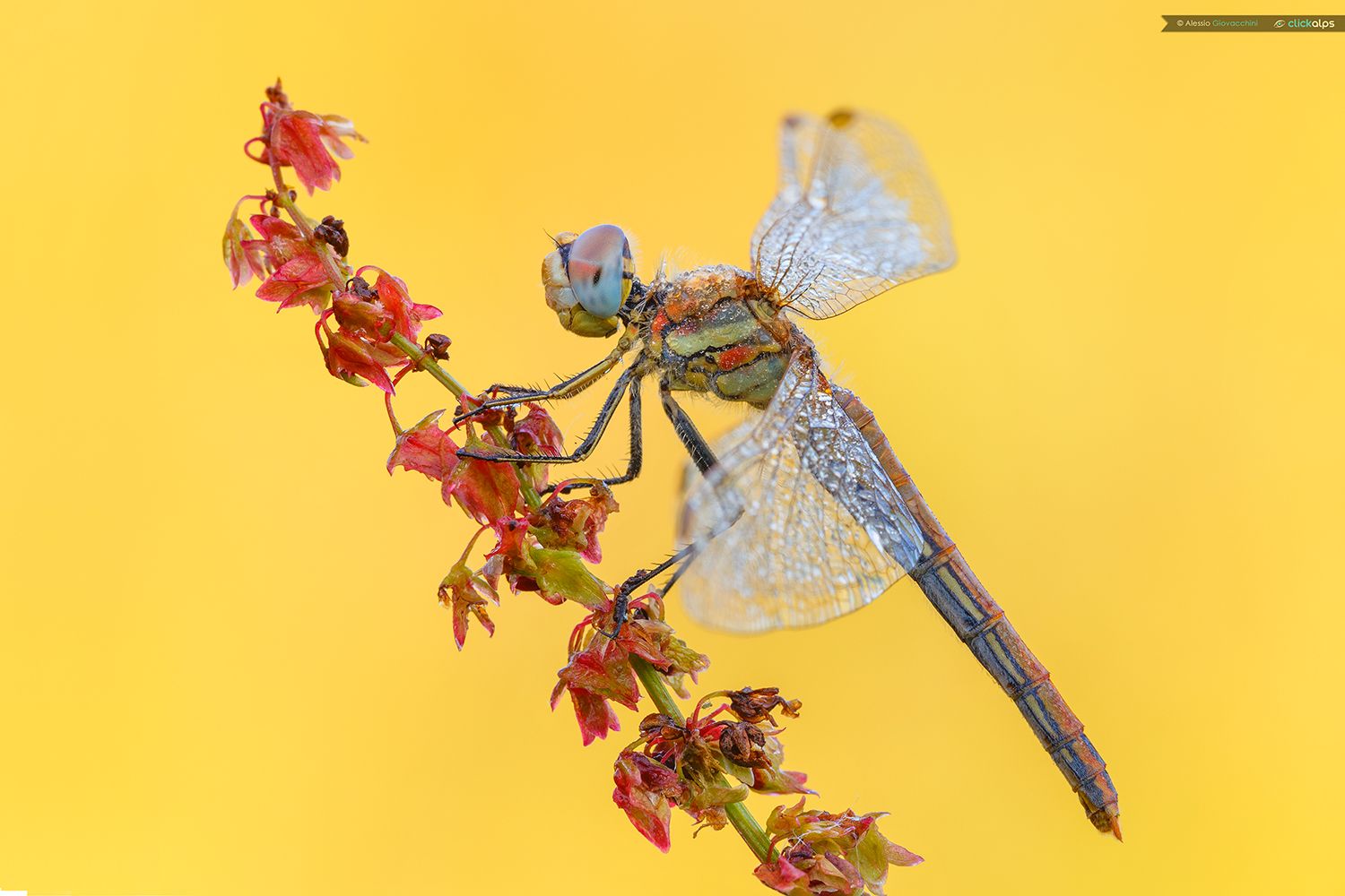 Sympetrum fonscolombii