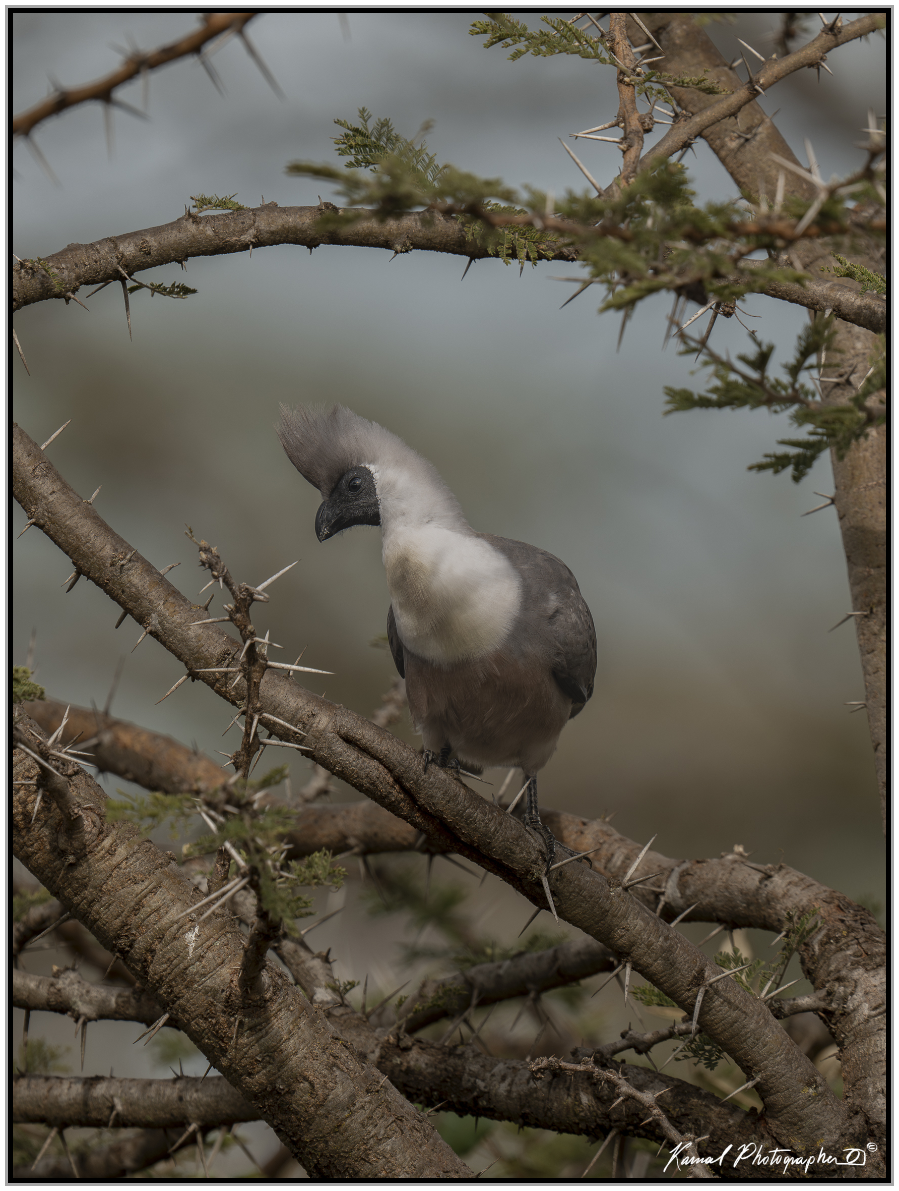 Nude-faced Turaco (Corythaixoides personatus)