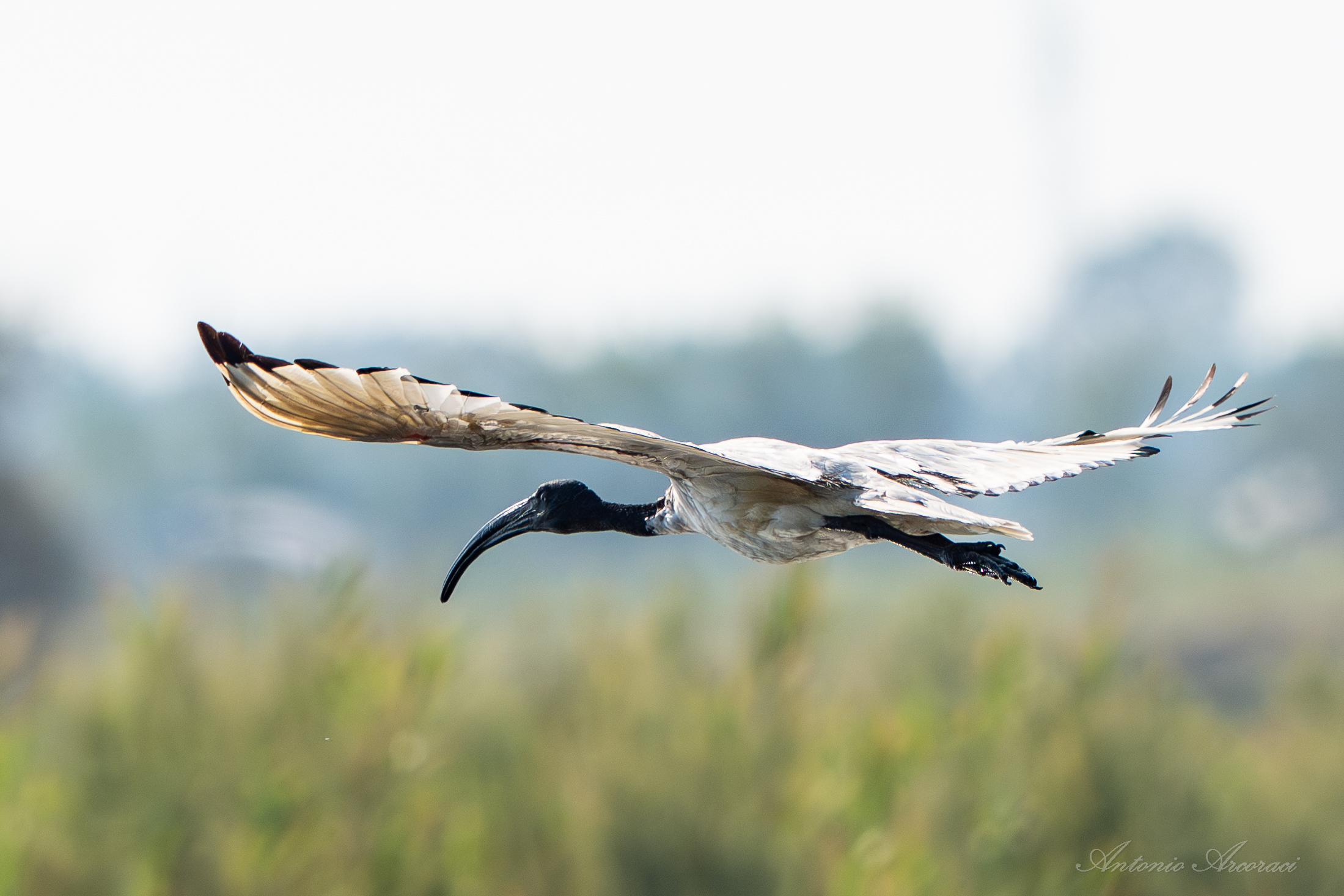 Sacred Ibis