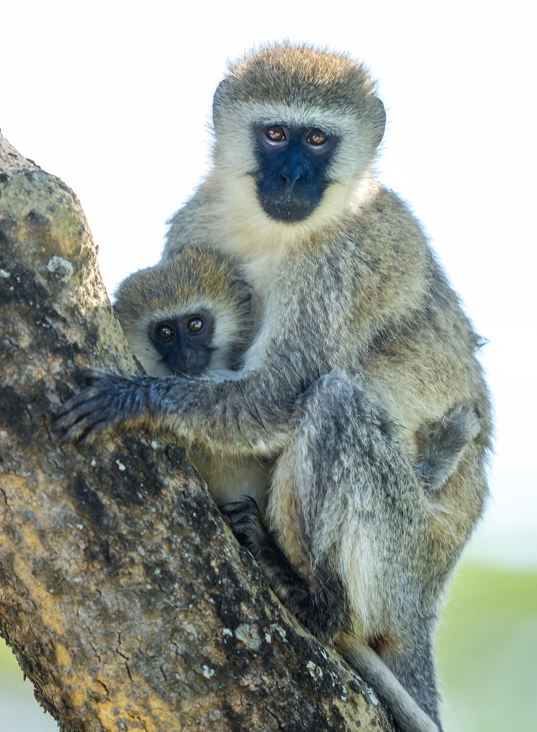 Macaques