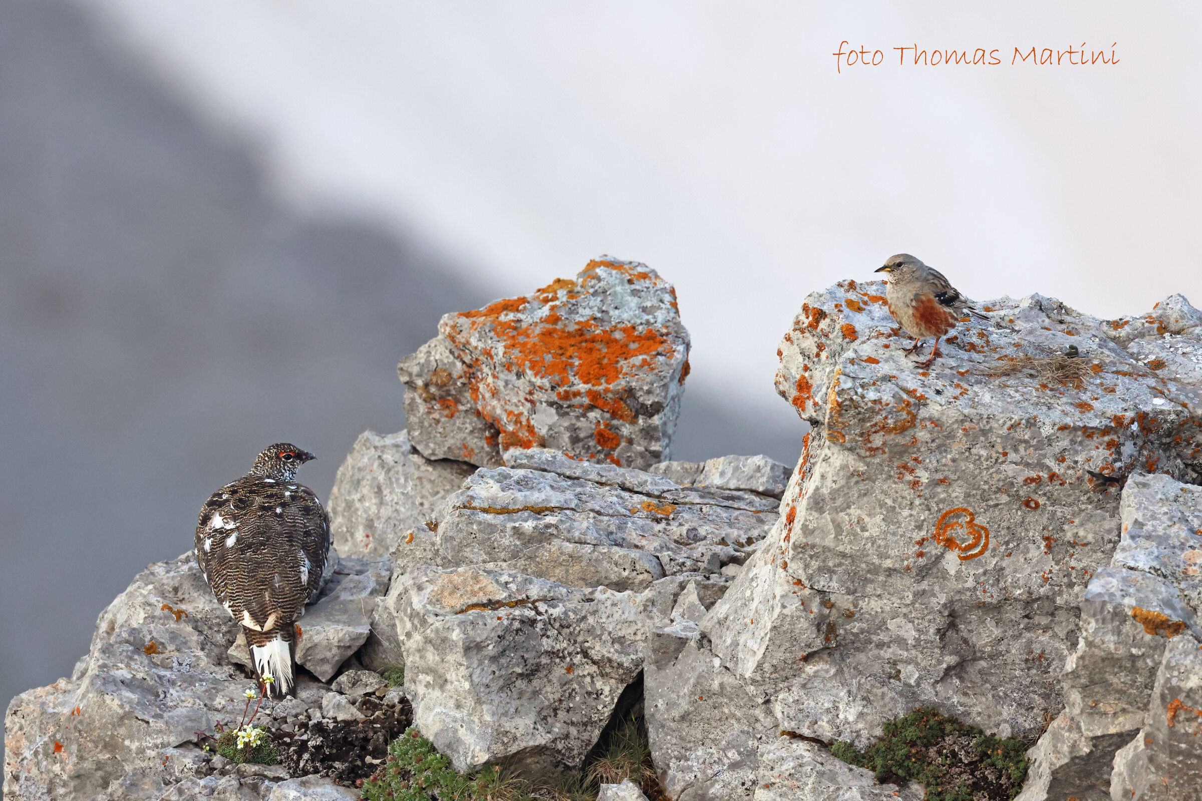 The partridge and the sordone