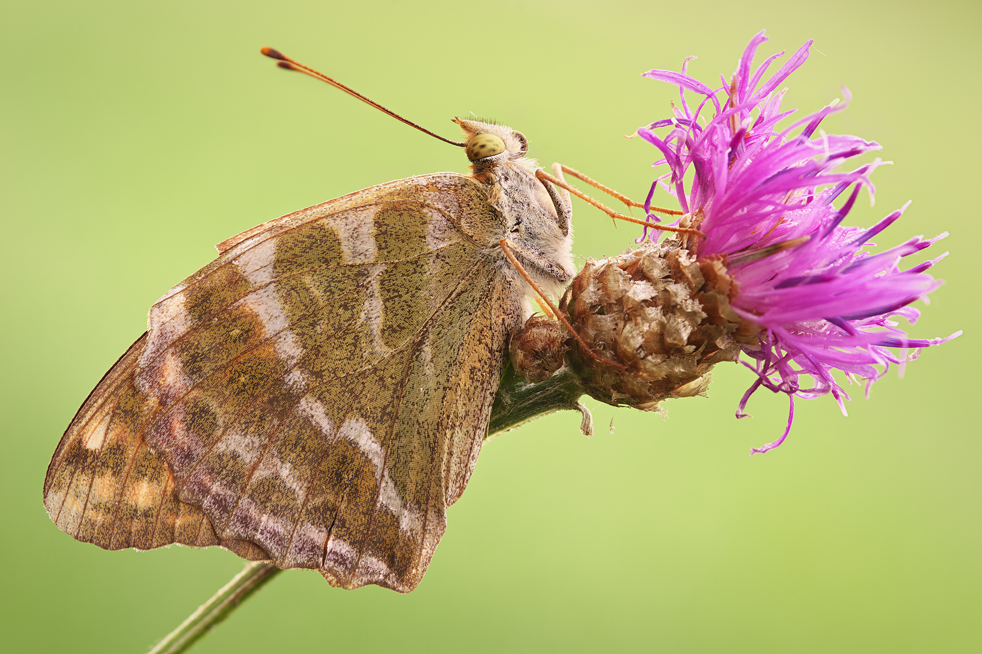Argynnis paphia