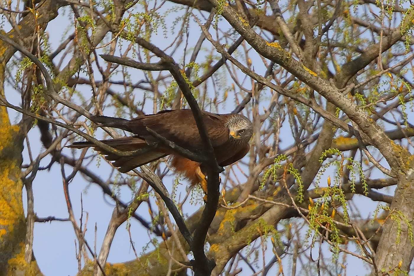 Nibbio bruno 29 marzo 2025 - 0228