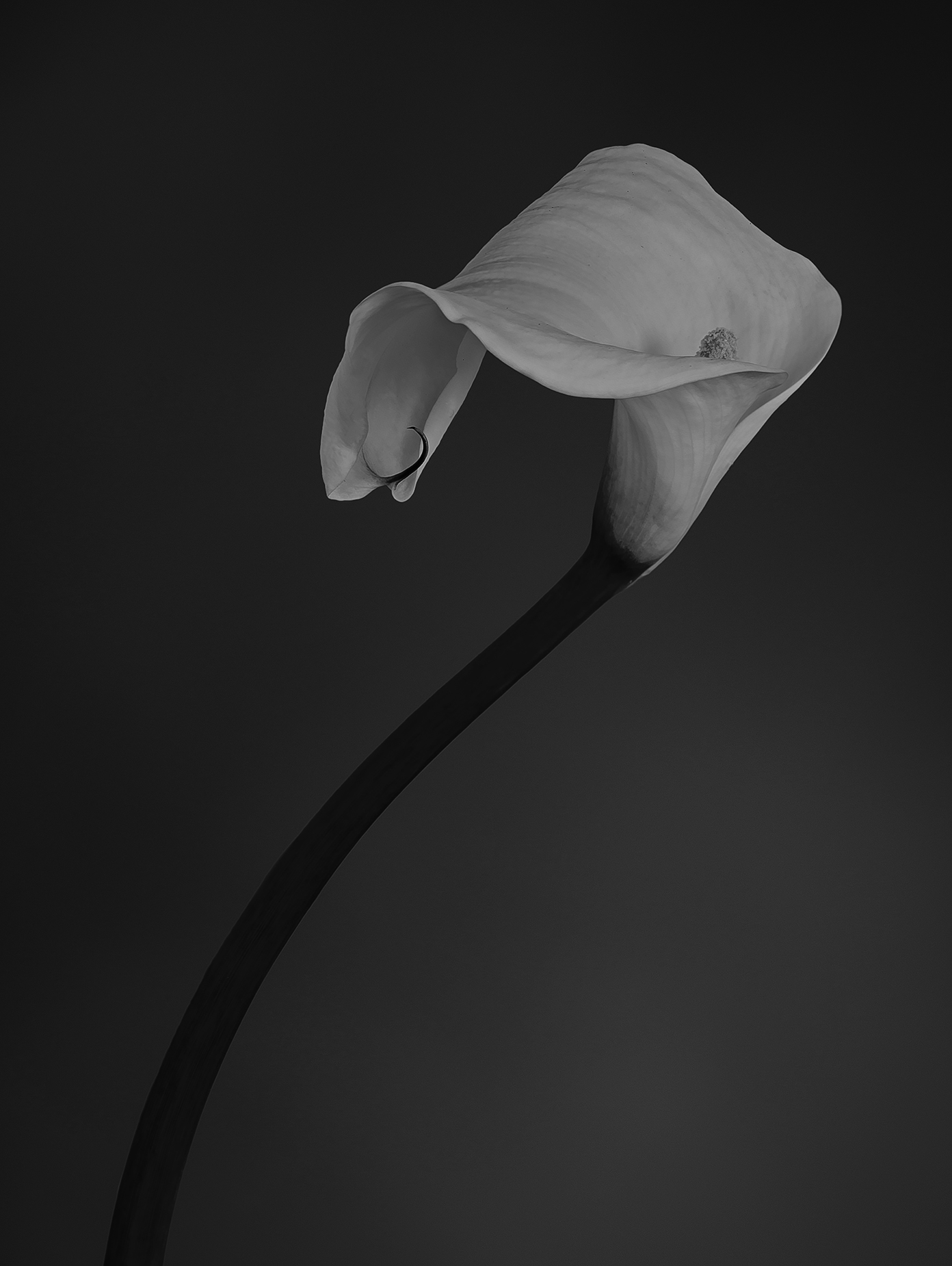 The black and white of the calla lily