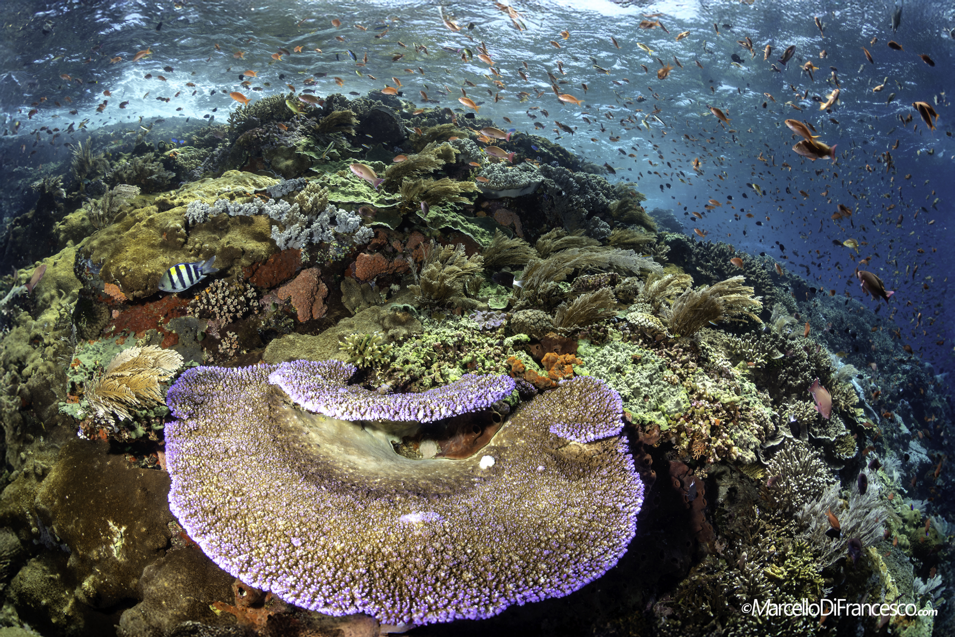 Komodo National park