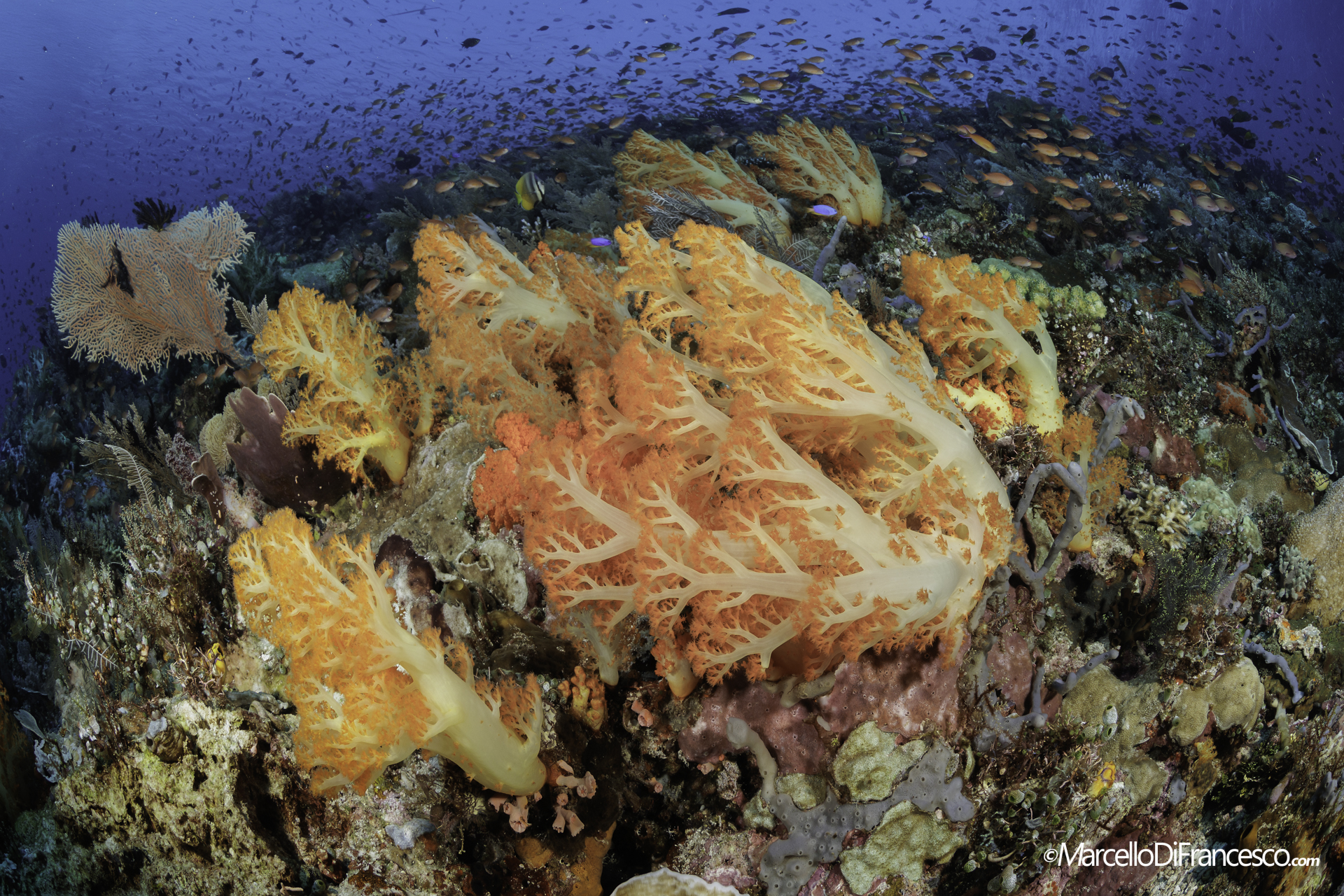 Komodo National park