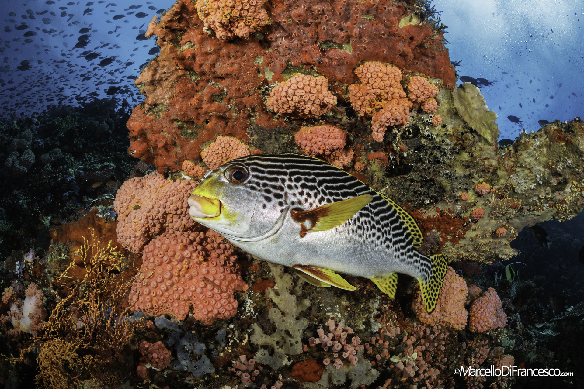 Komodo National park
