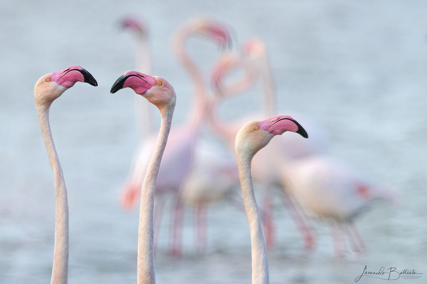 Flamingoes