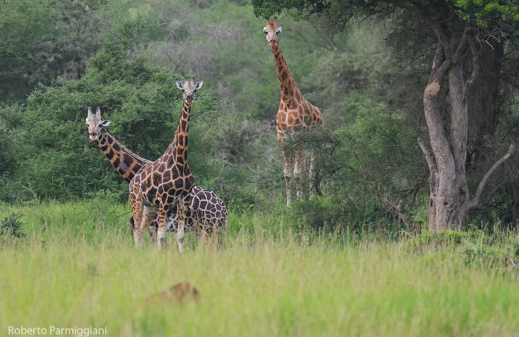 Composizione africana
