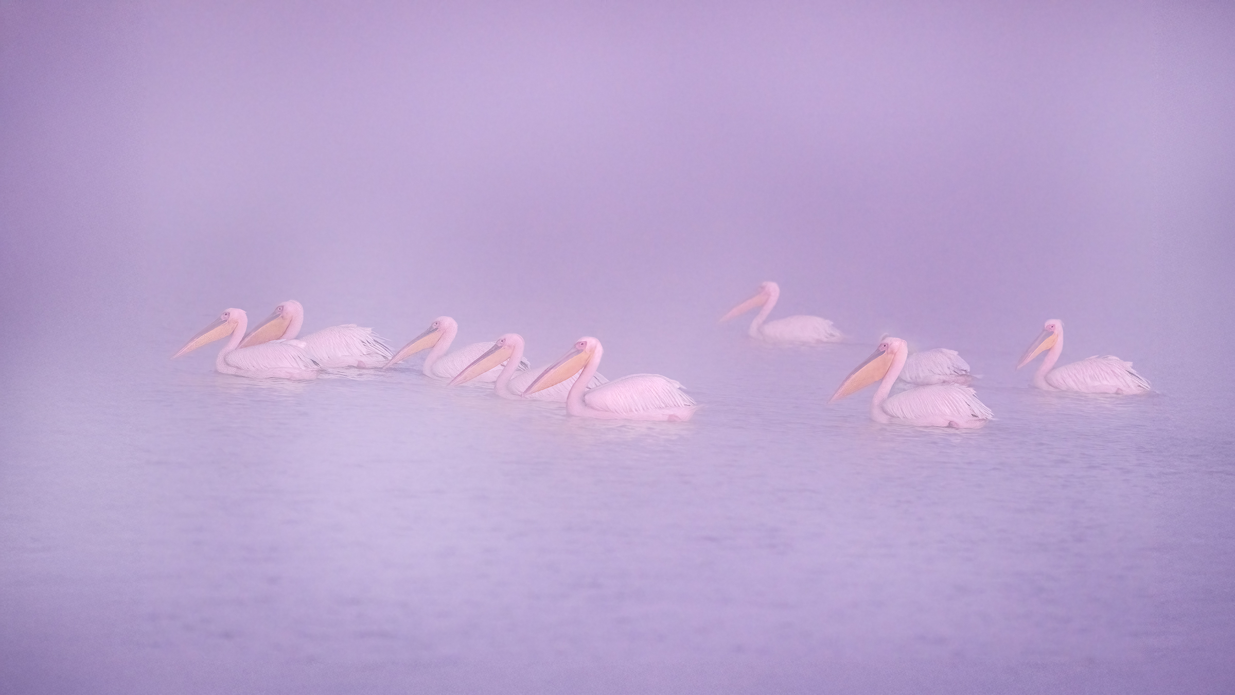 pelicans