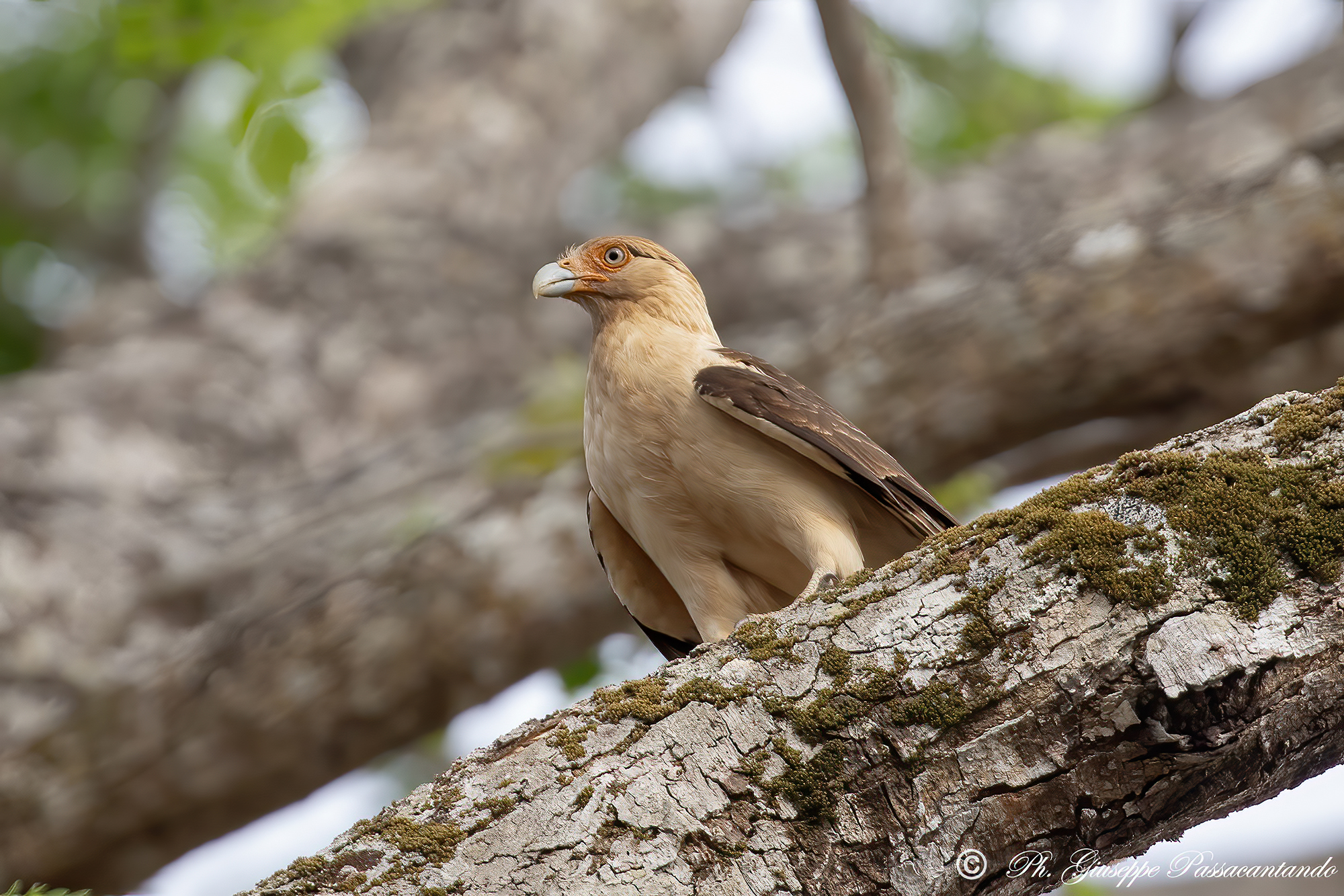 Yellow-headed Caracara Costa Rica 28/03/2025