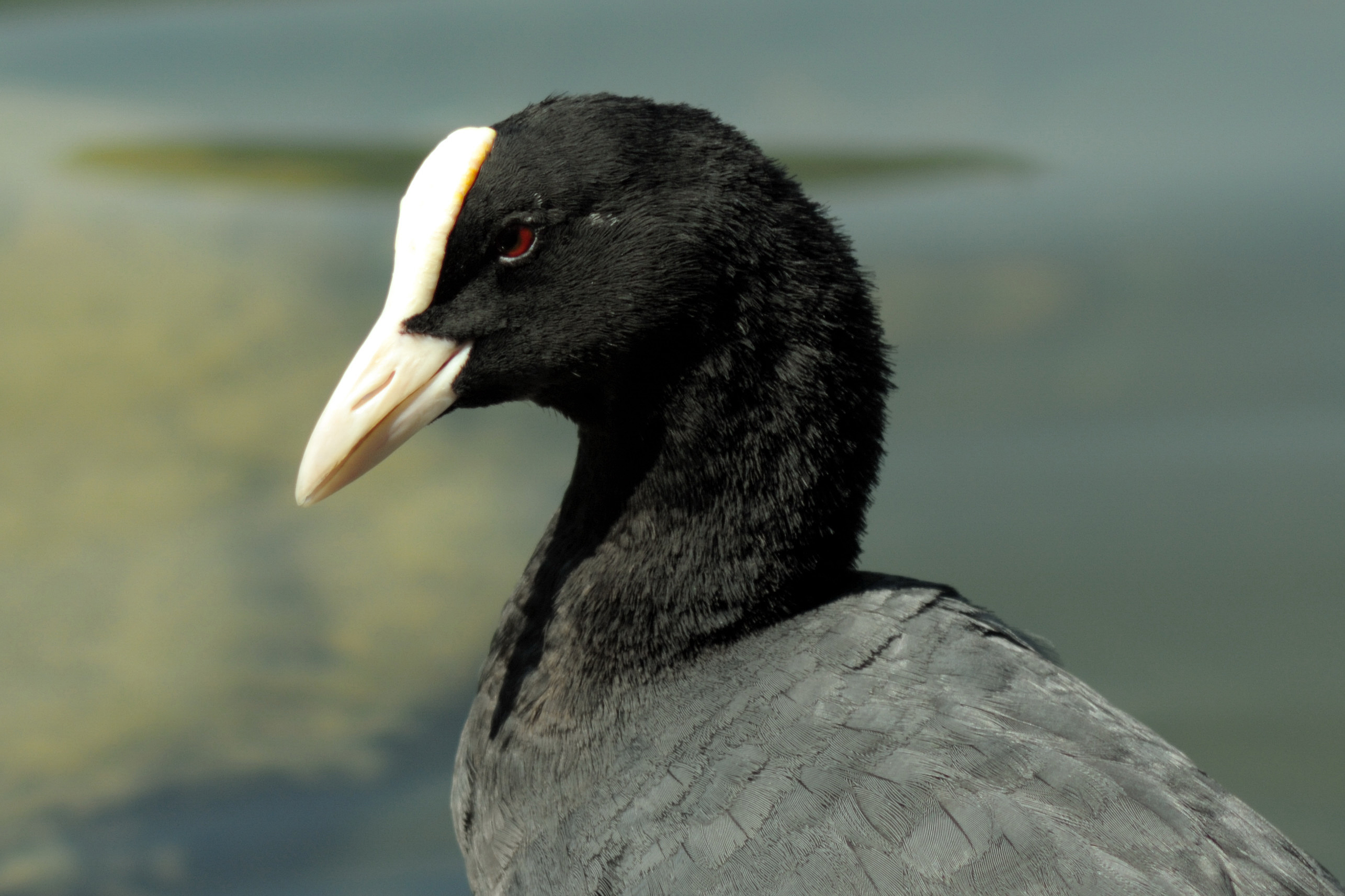 ritratto di folaga:crop