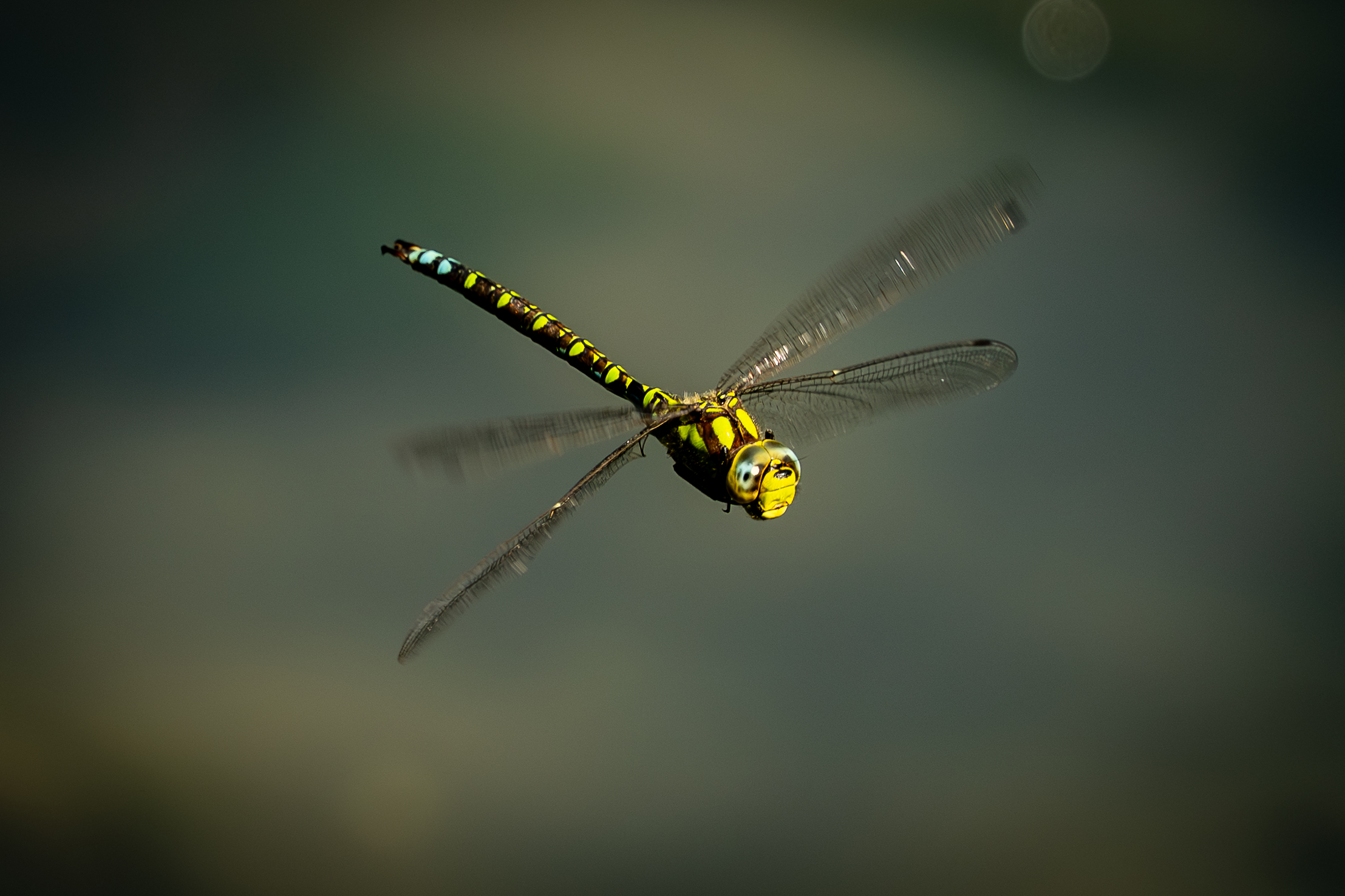 Libellula al Lago Welsperg
