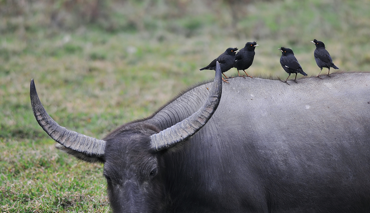 Peaceful Easy Living