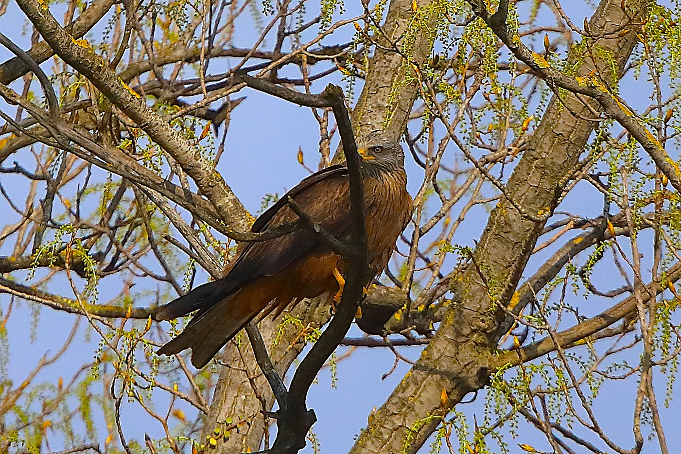 Nibbio bruno 29 marzo 2025 - 0231