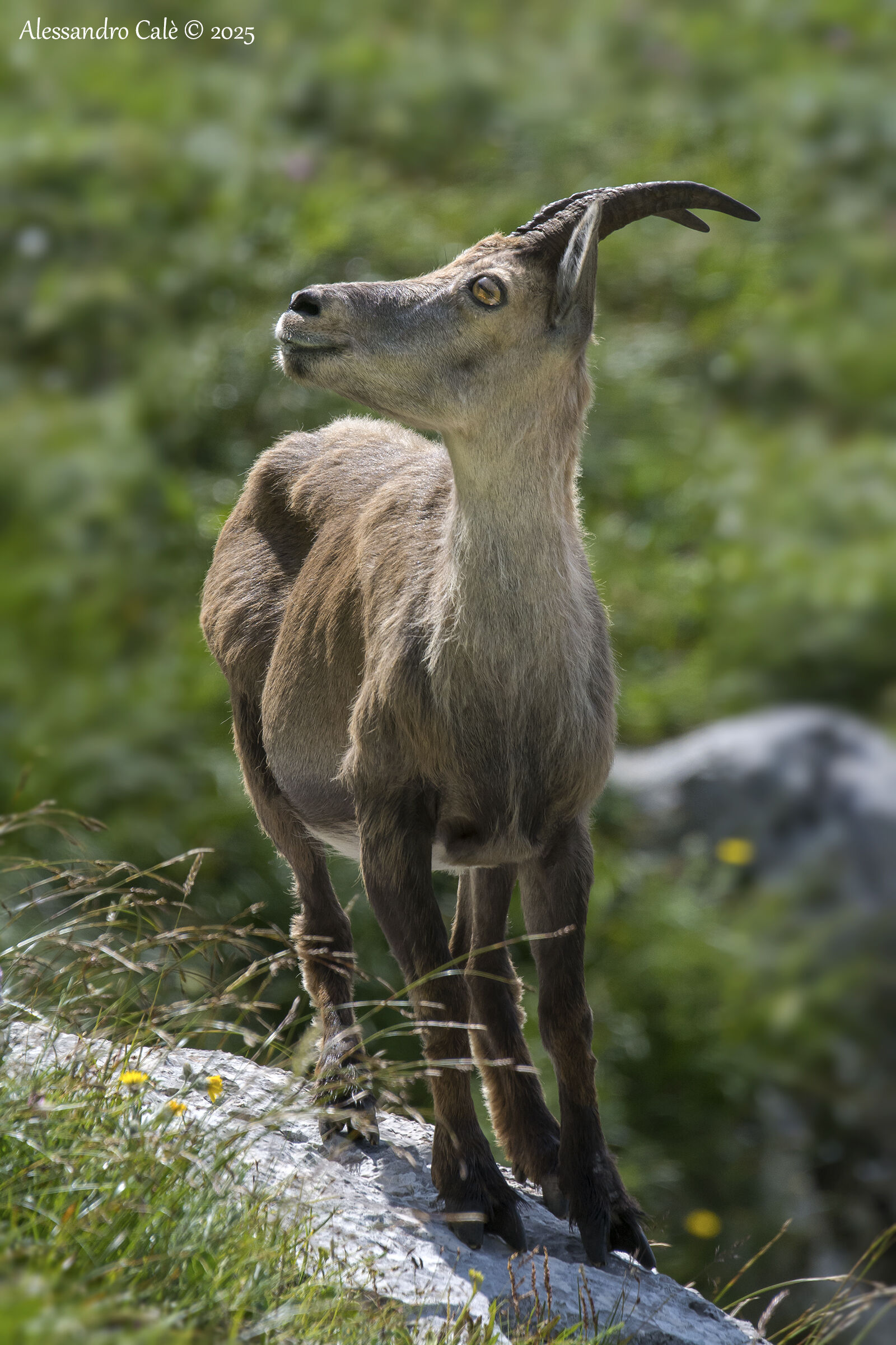 Ibex Goat (Ibex) 6993