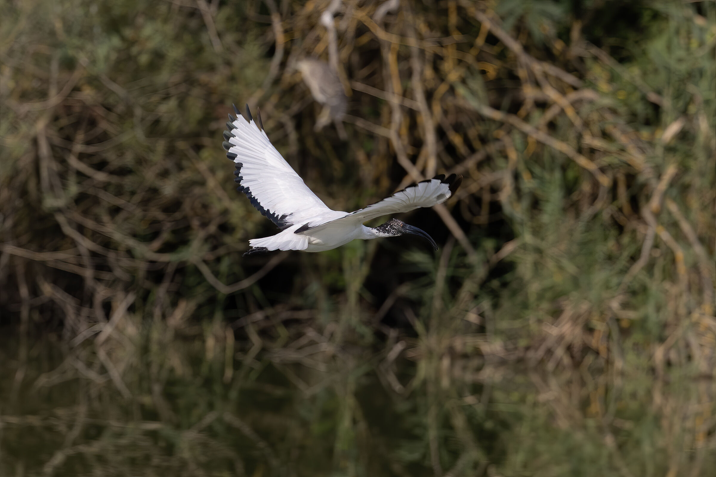 Sacred Ibis