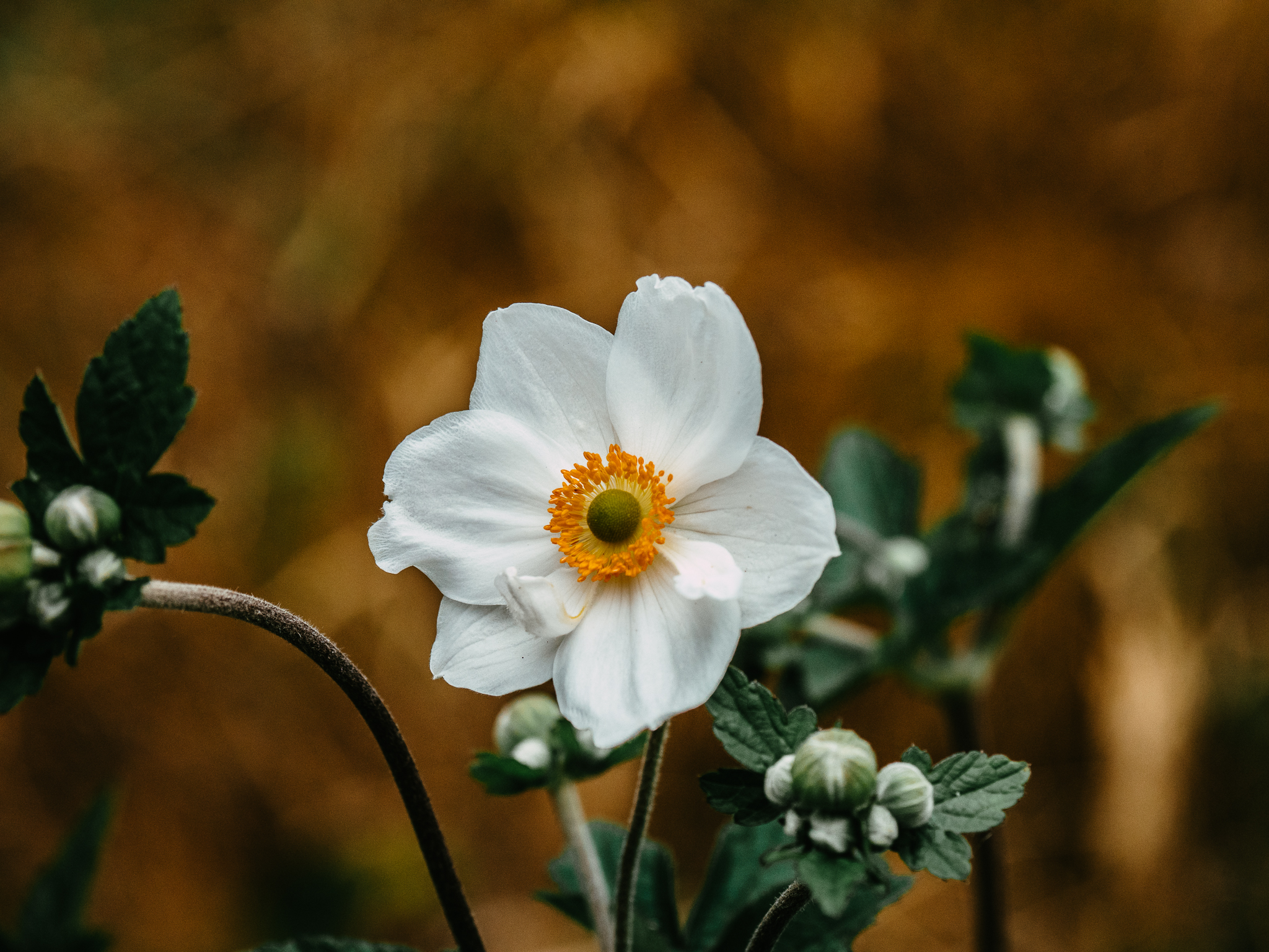 Fioritura a Cambridge