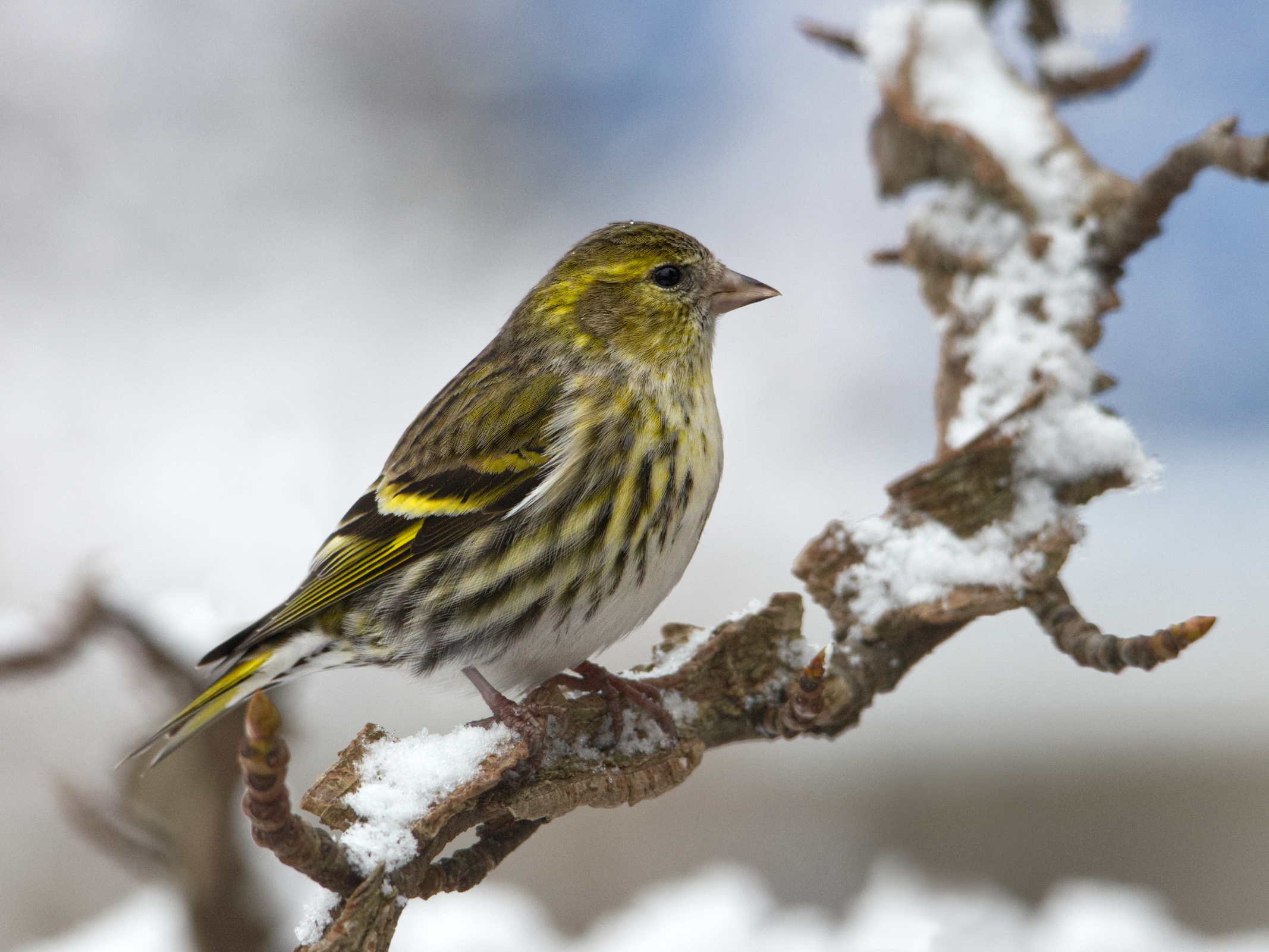 Carduelis spinus (Siskin) 8353