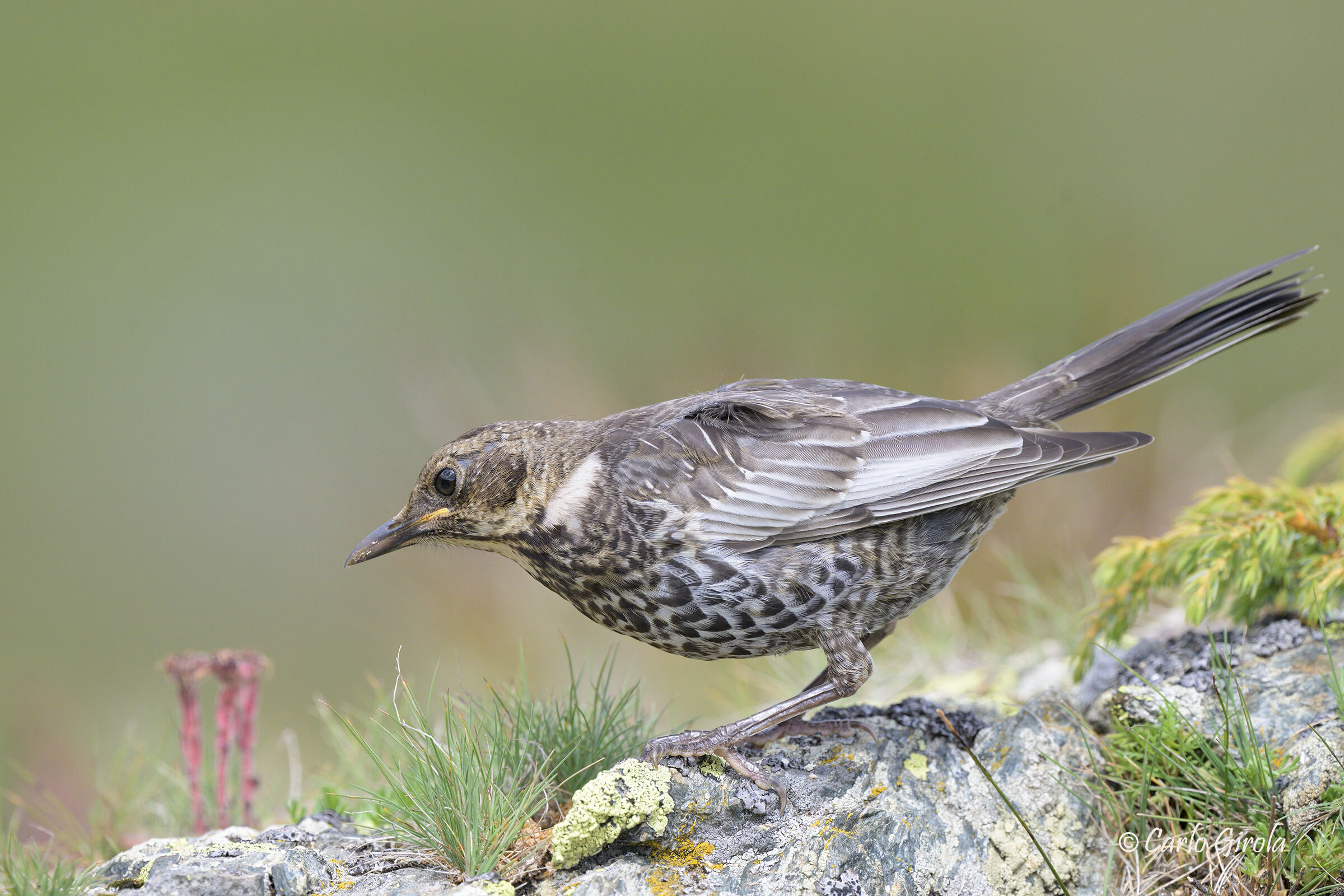 Merlo dal collare (Torquatus alpestris)