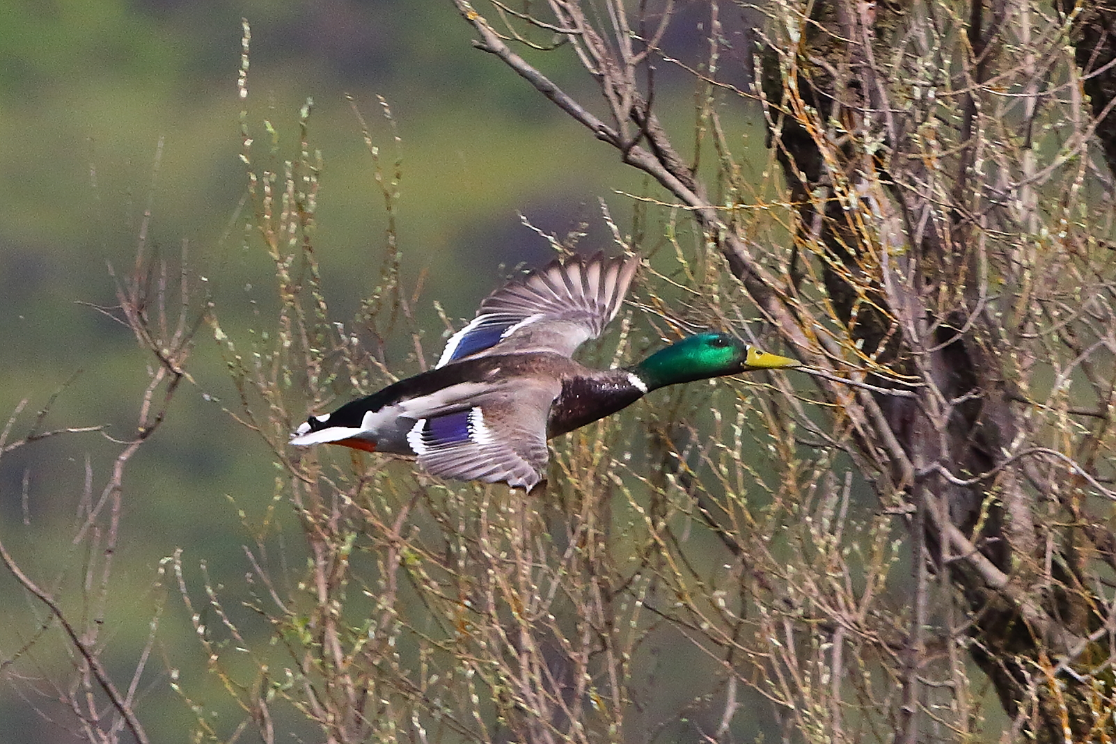 Germano R M 30 marzo 2025 - 0133