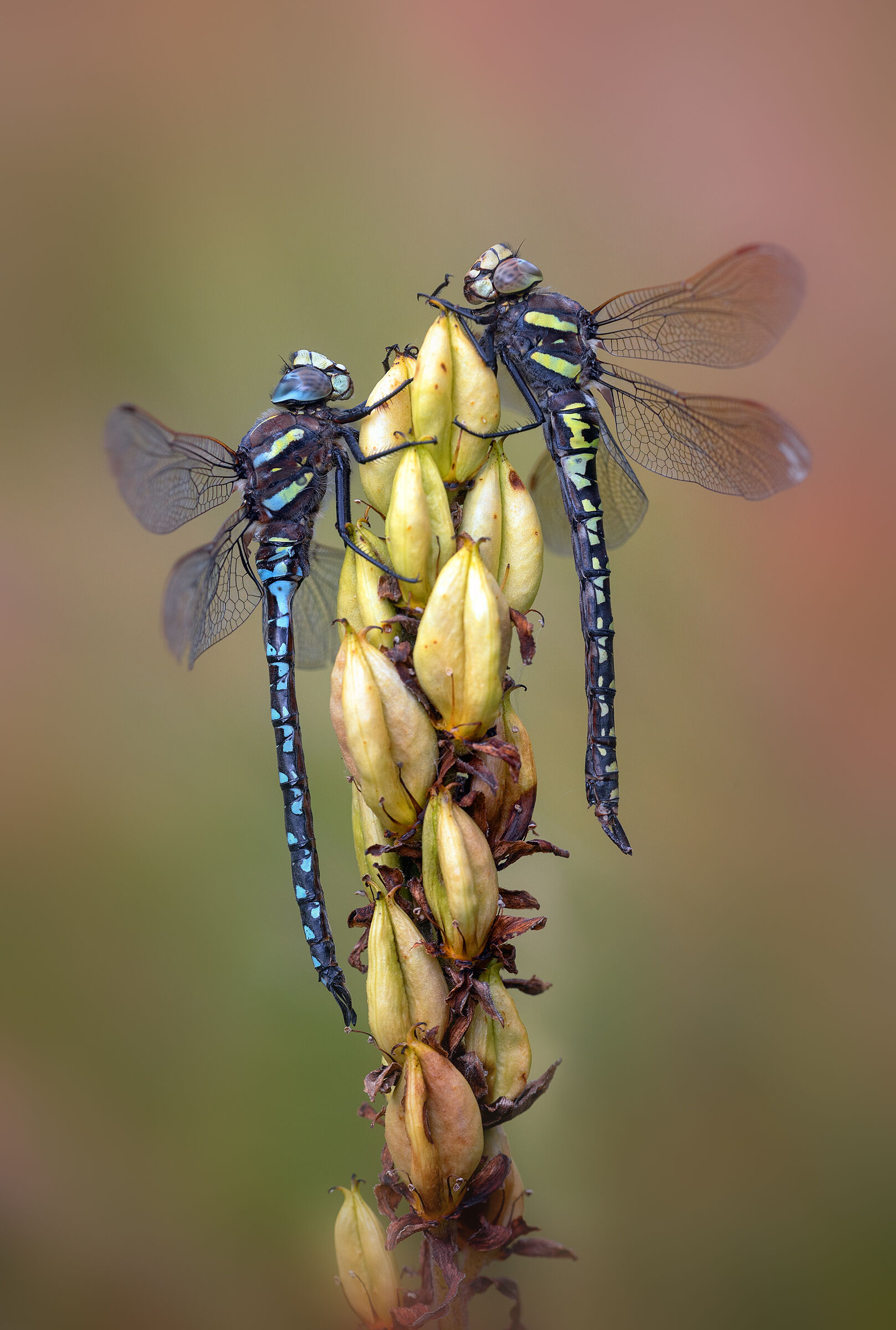 Aeshna juncea - male and female