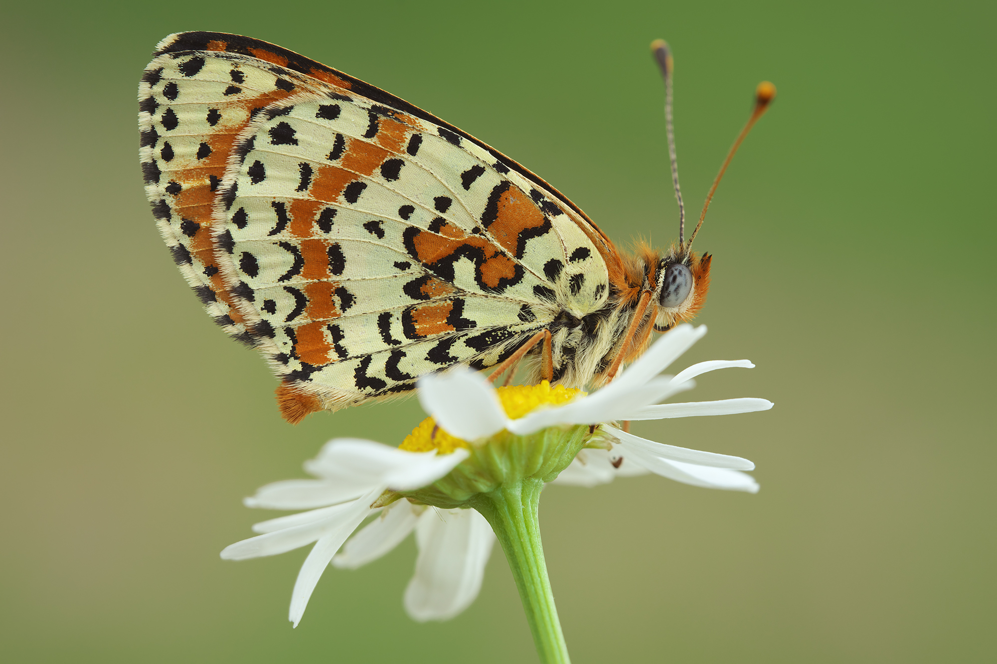 Melitaea didyma