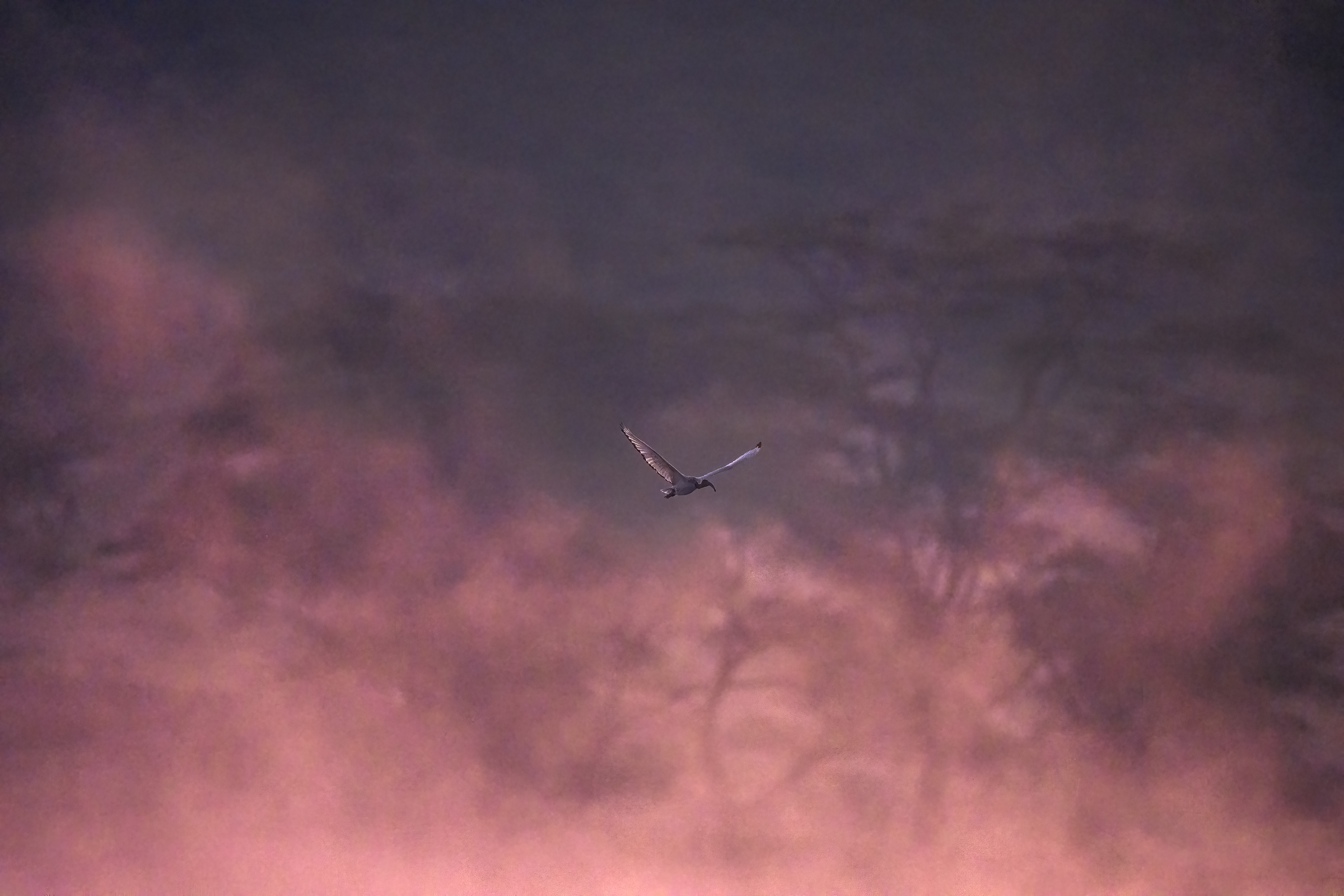 Atchafalaya Basin ibis in flight