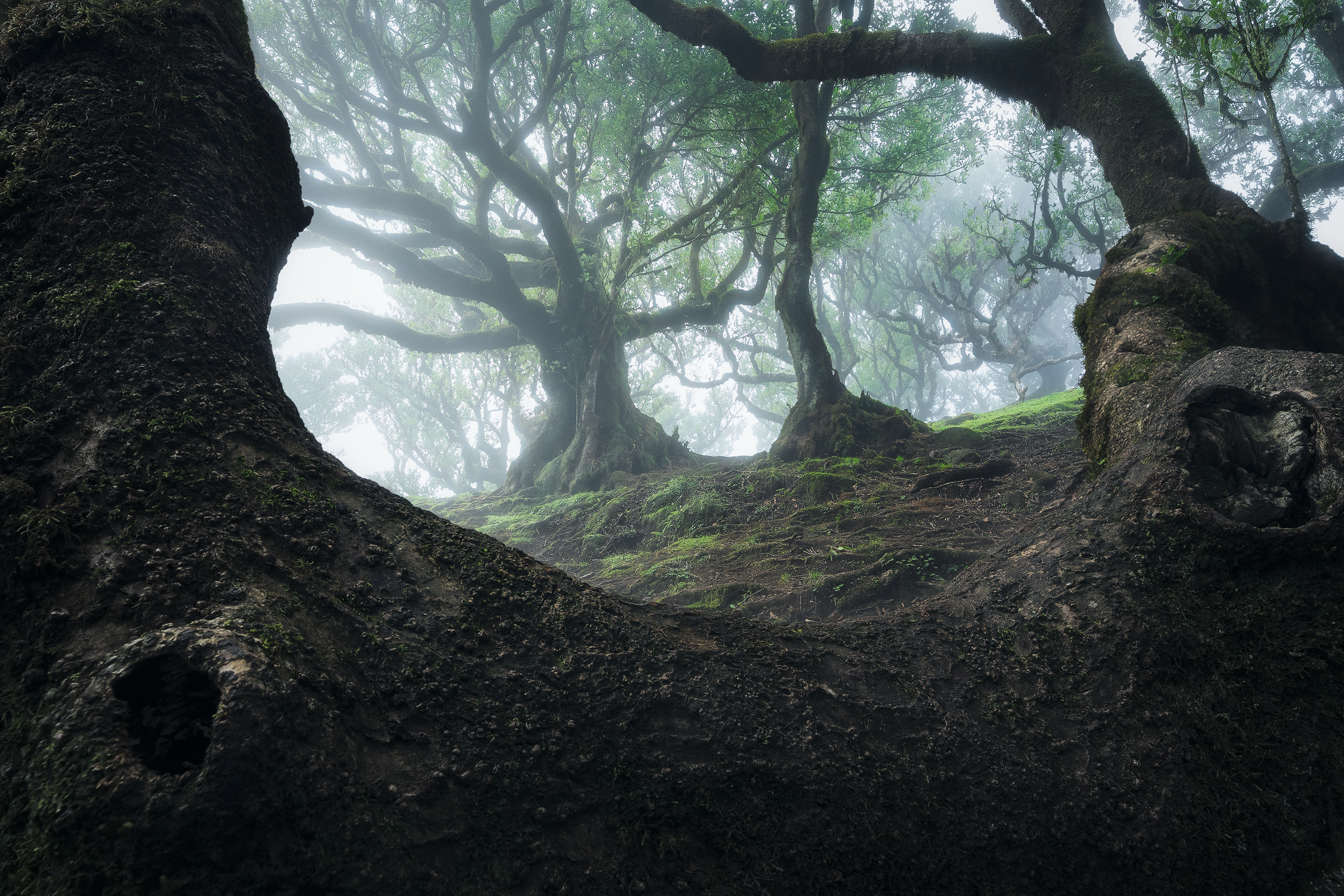 secret tree