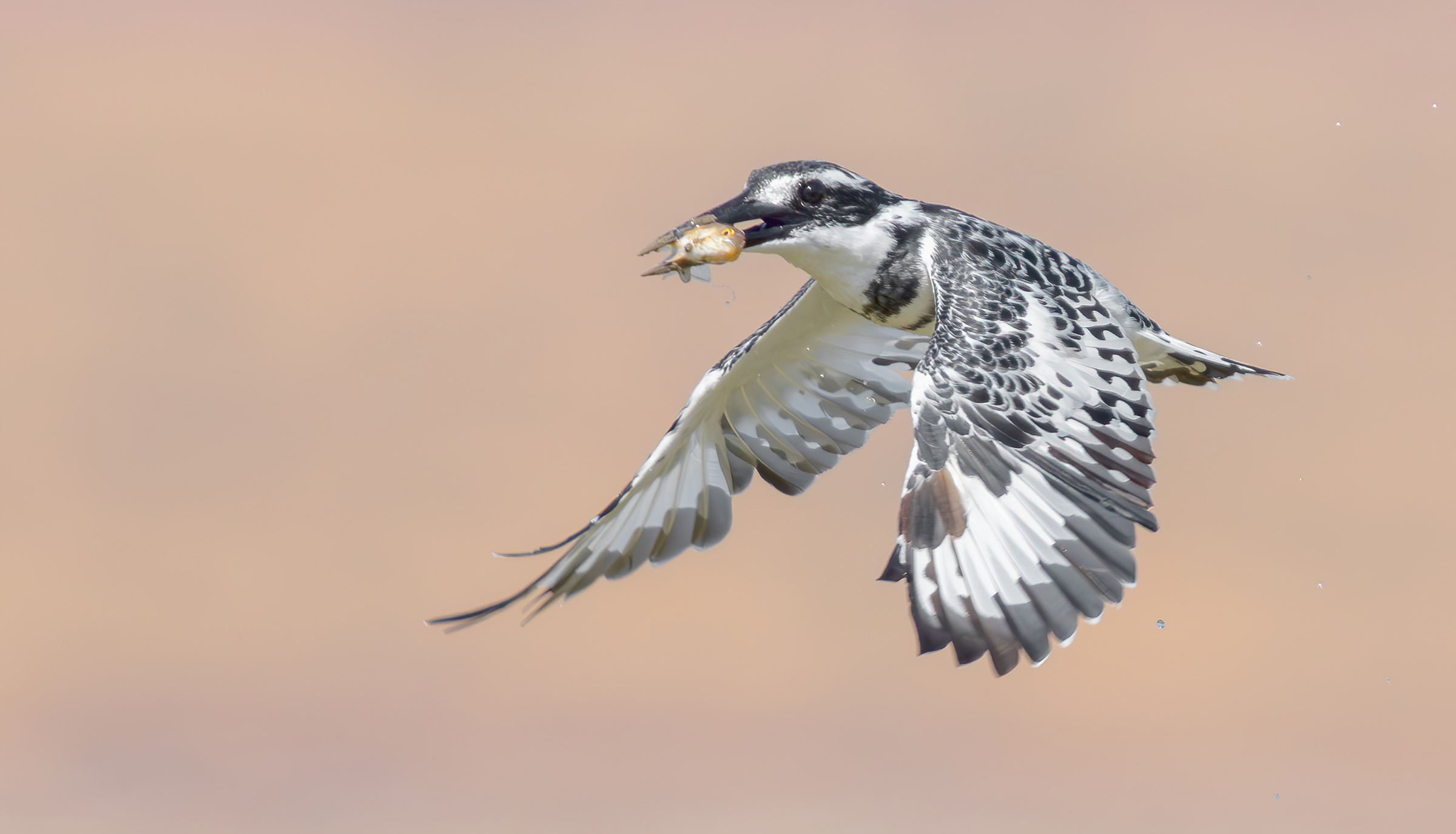 Martin pescatore pezzato