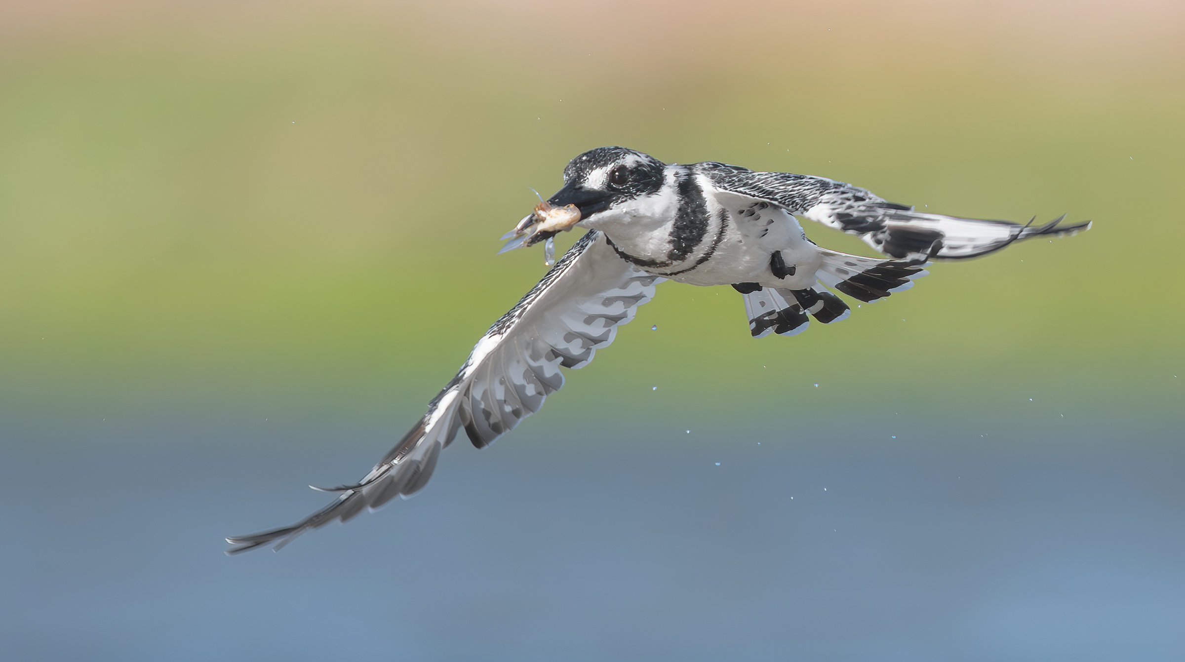 Martin pescatore pezzato