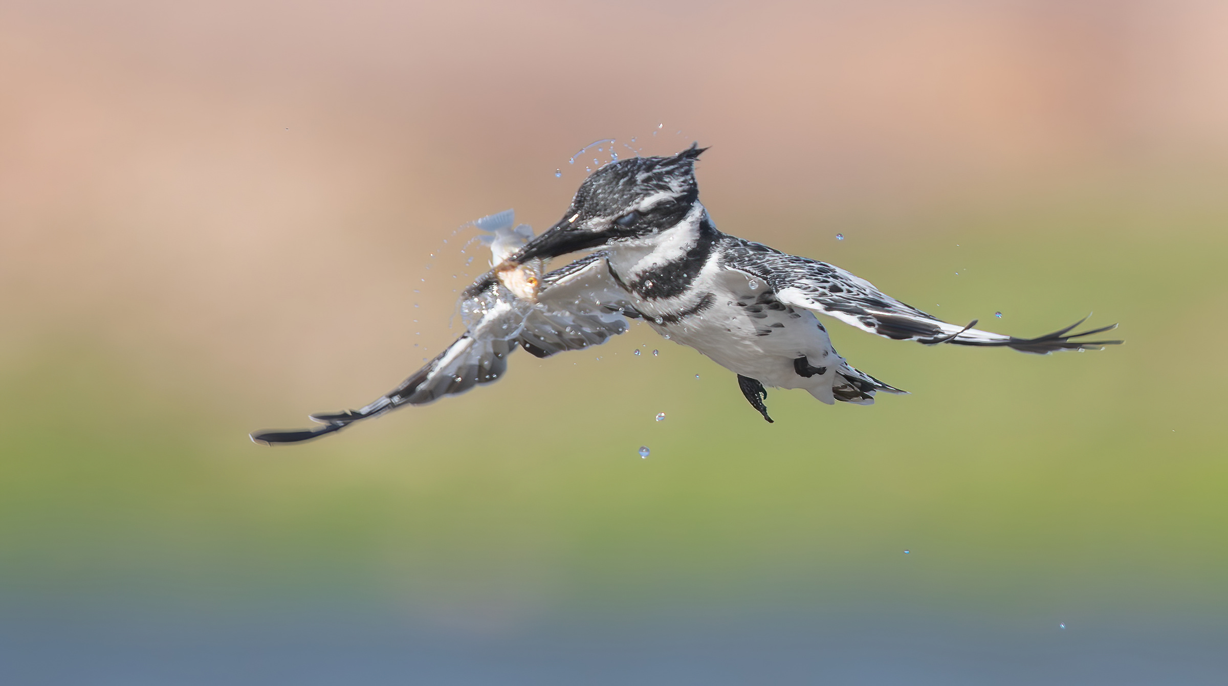 martin pescatore pezzato