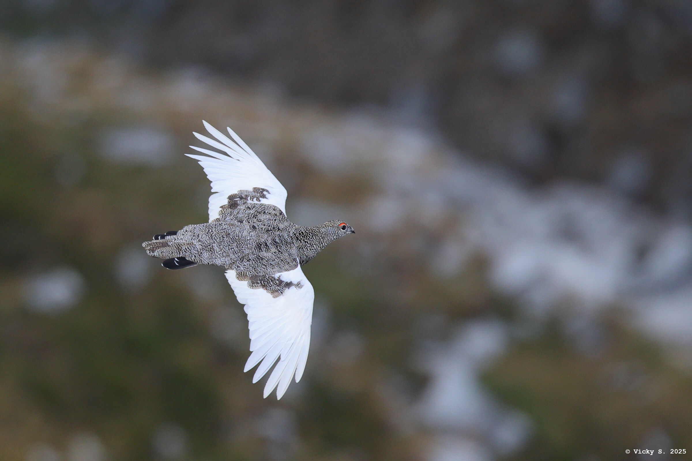 Pernice bianca alpina (juv.)