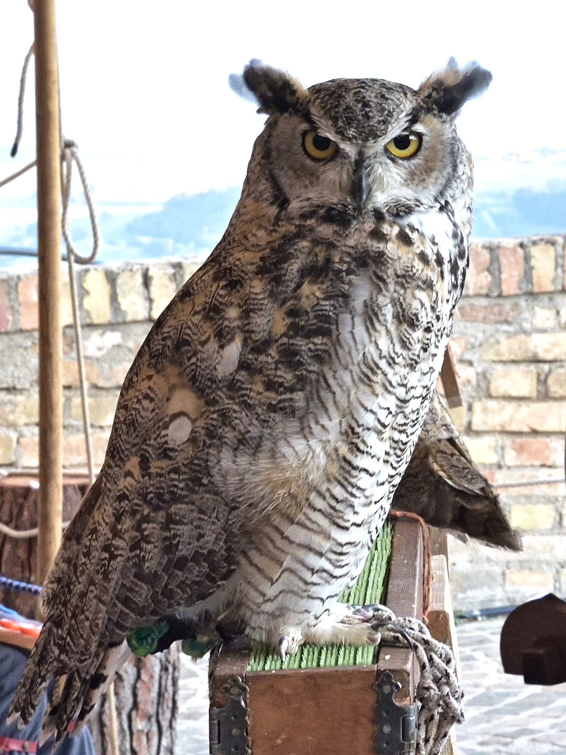 Eagle owl