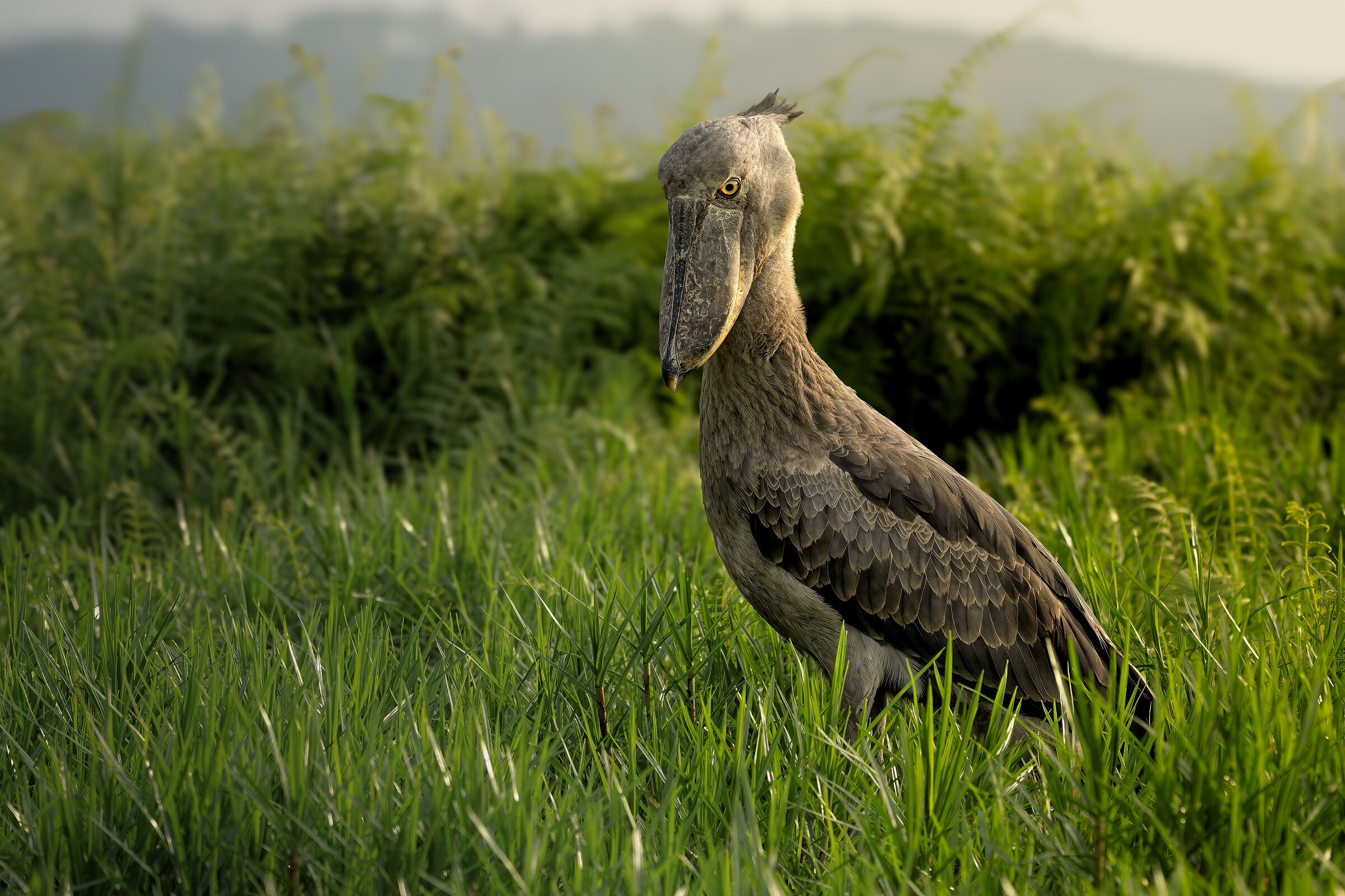 Uccello dal becco a scarpa