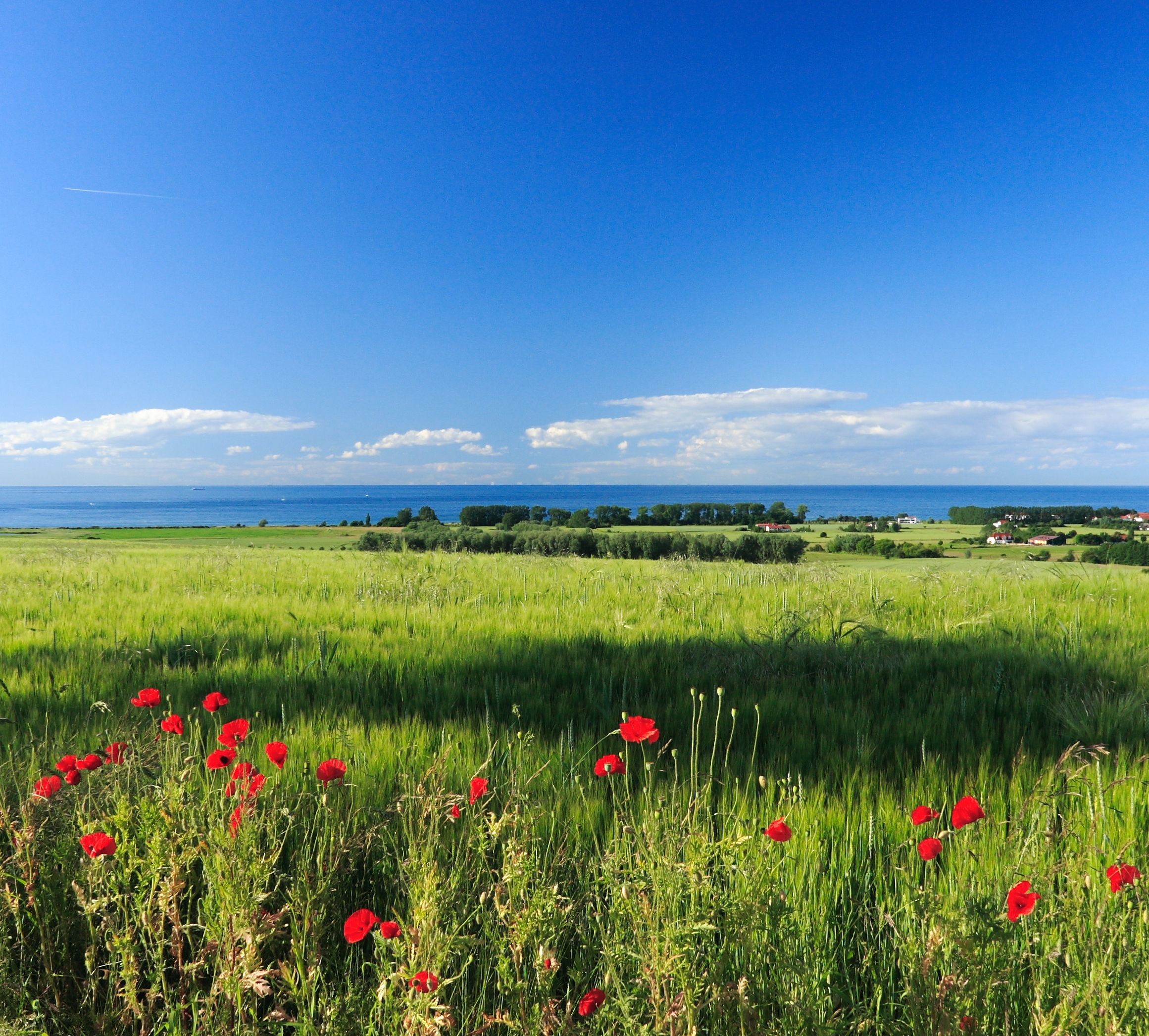 Isolated cloud shadow over barley field