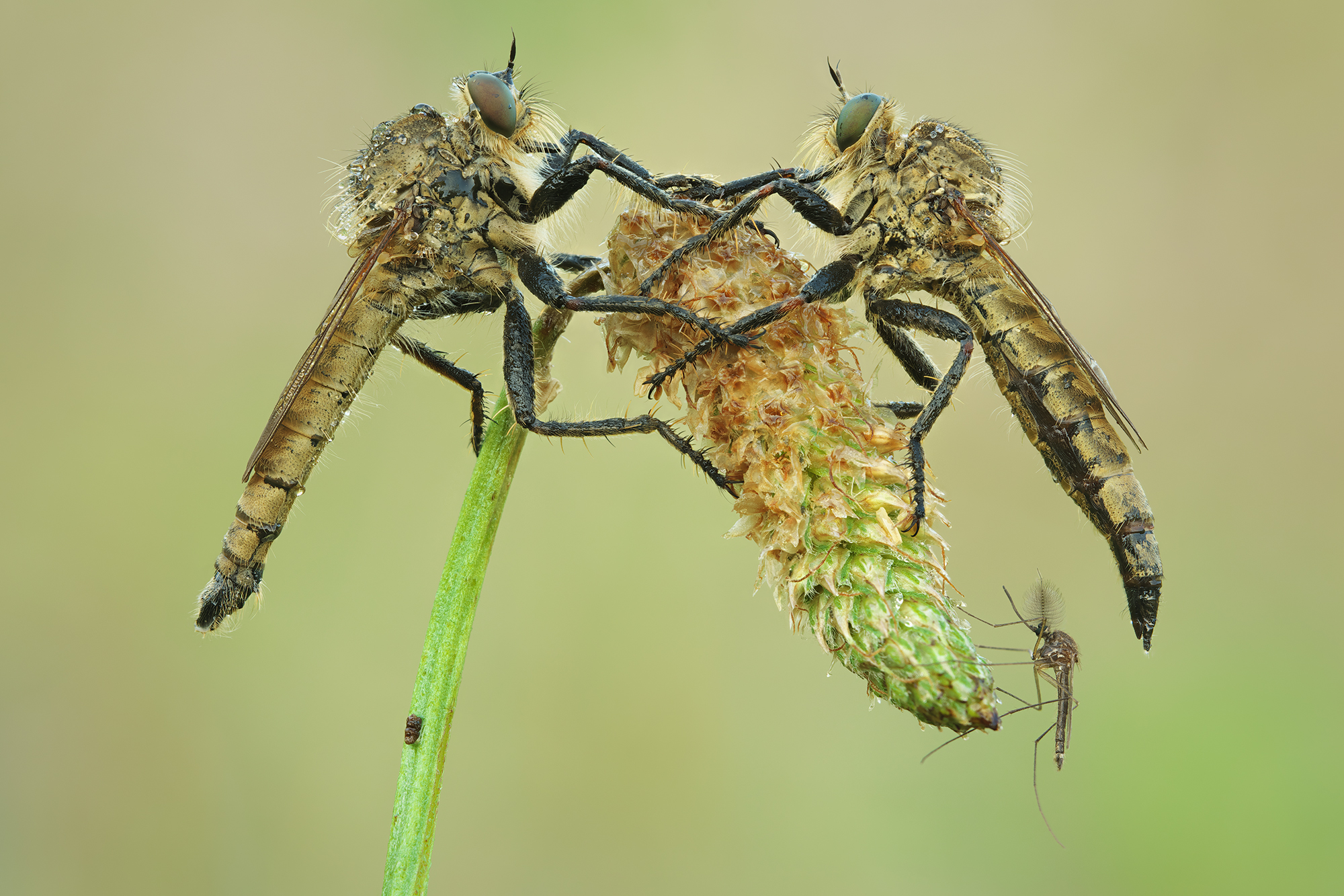 Machimus rusticus e chironomidae