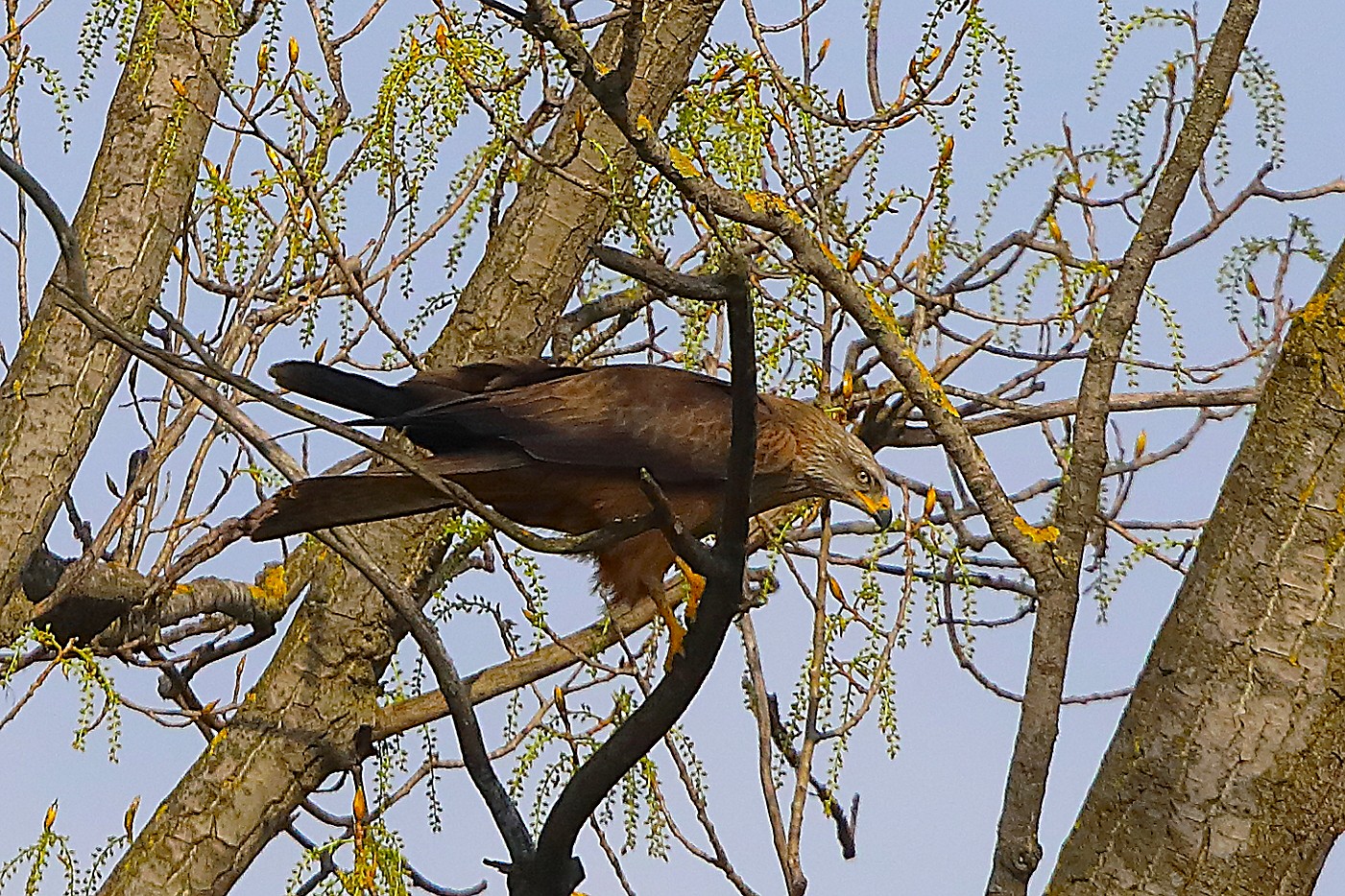 Nibbio bruno 29 marzo 2025 - 0234