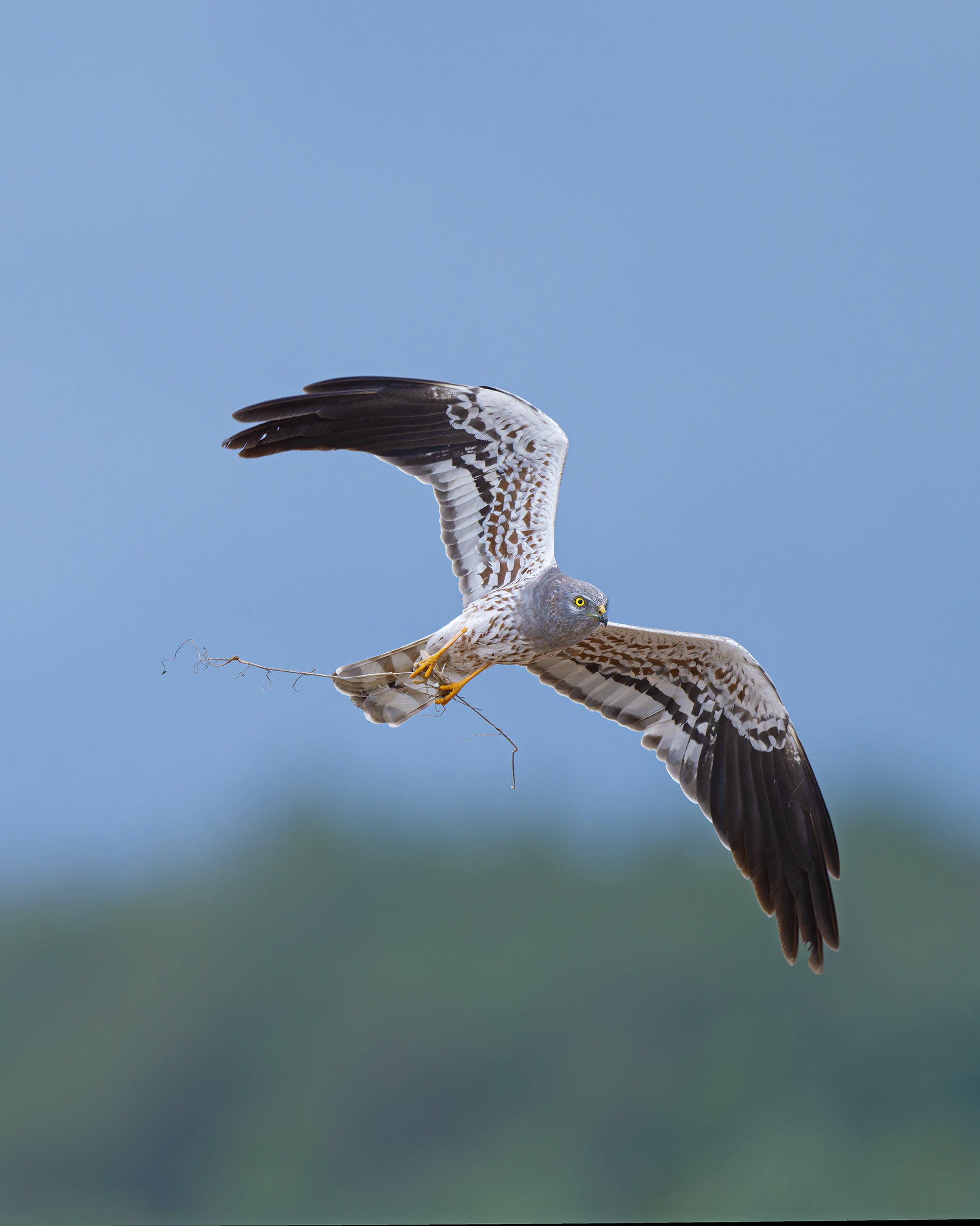 Montagu's Harrier (m)