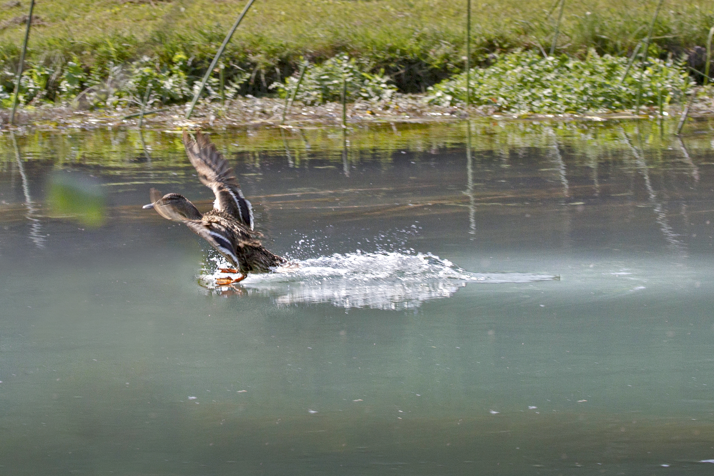 Splashdown1