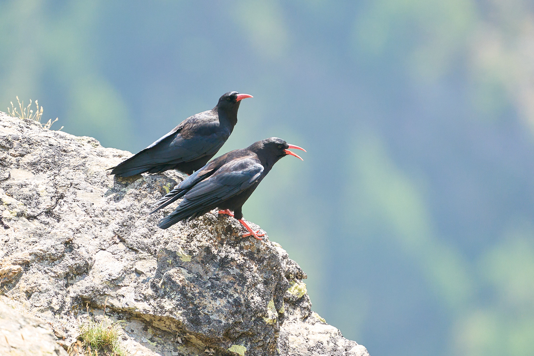 Chough