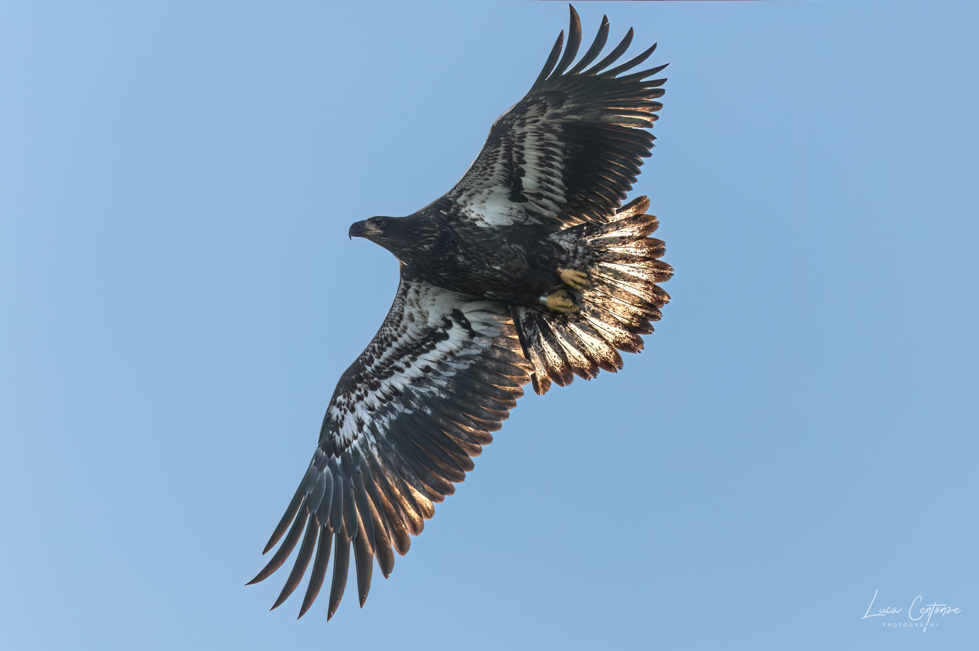 Giovane Bald Eagle (Heliaeetus leucocephalus)