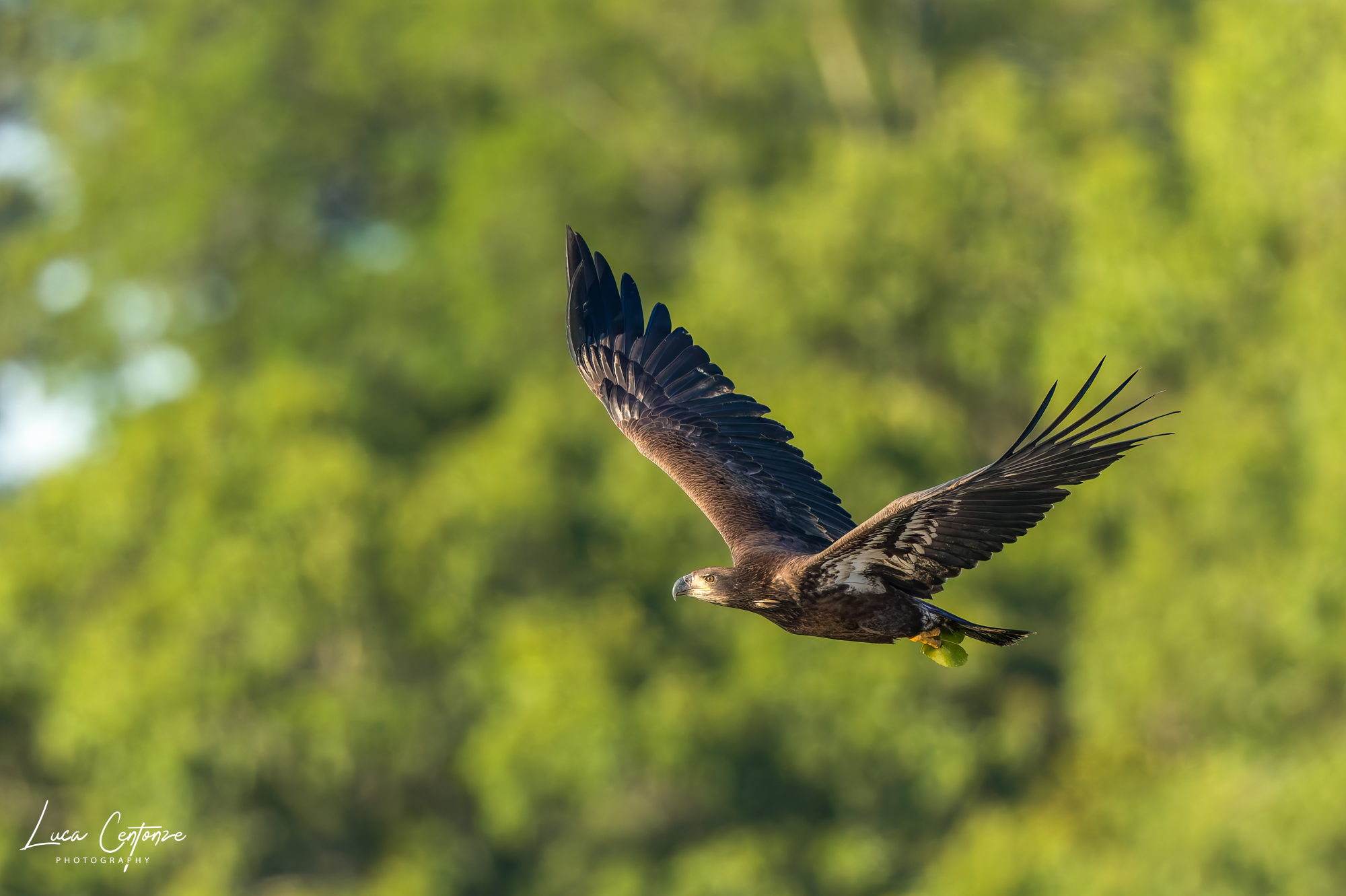 Young Bald Eagle in flight
