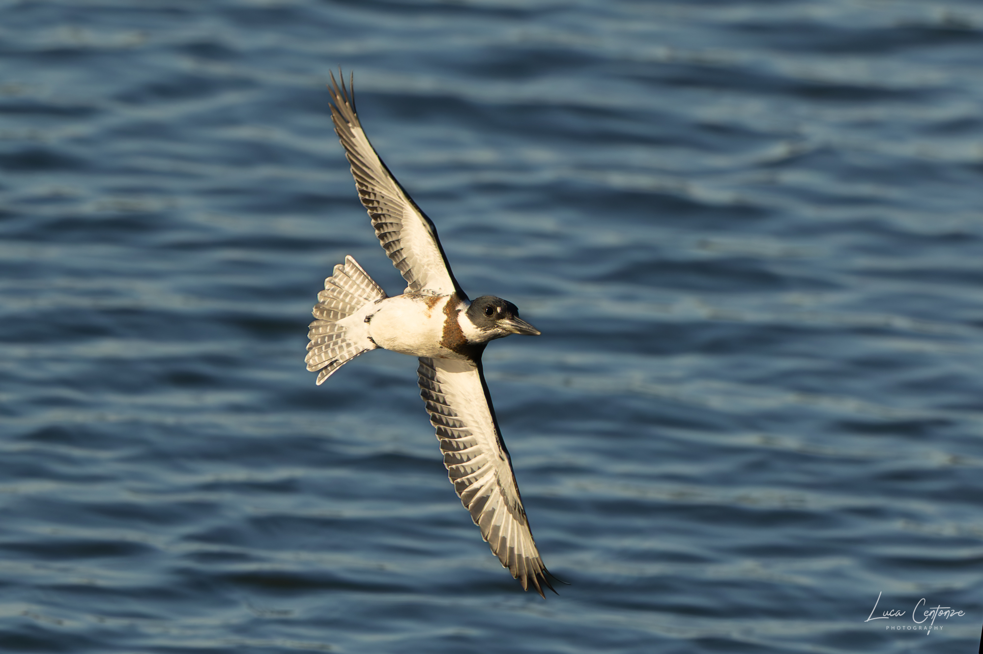 Belted King-Fisher in flight (Megaceryle alcyon)