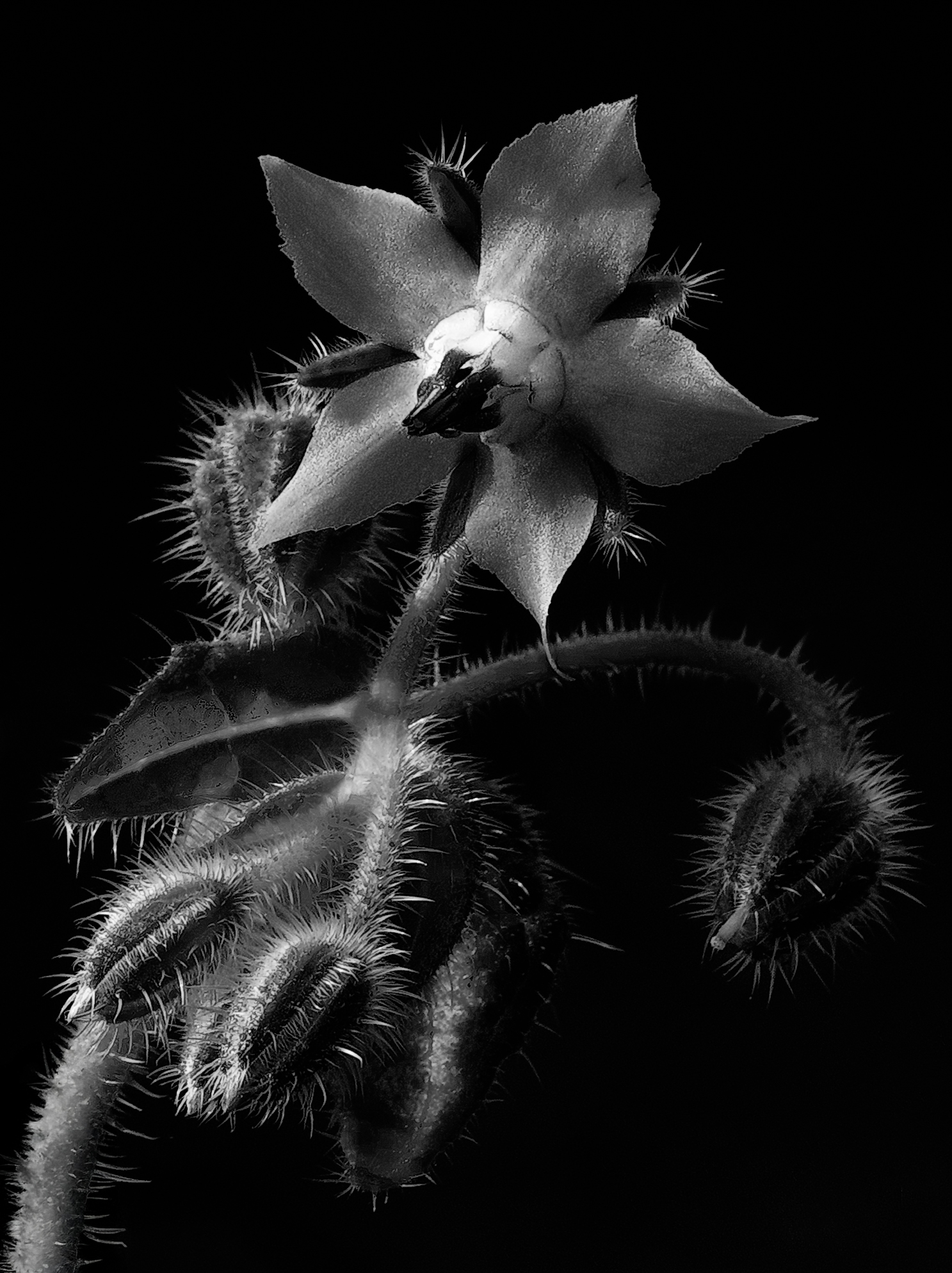 Una borragine agguerrita