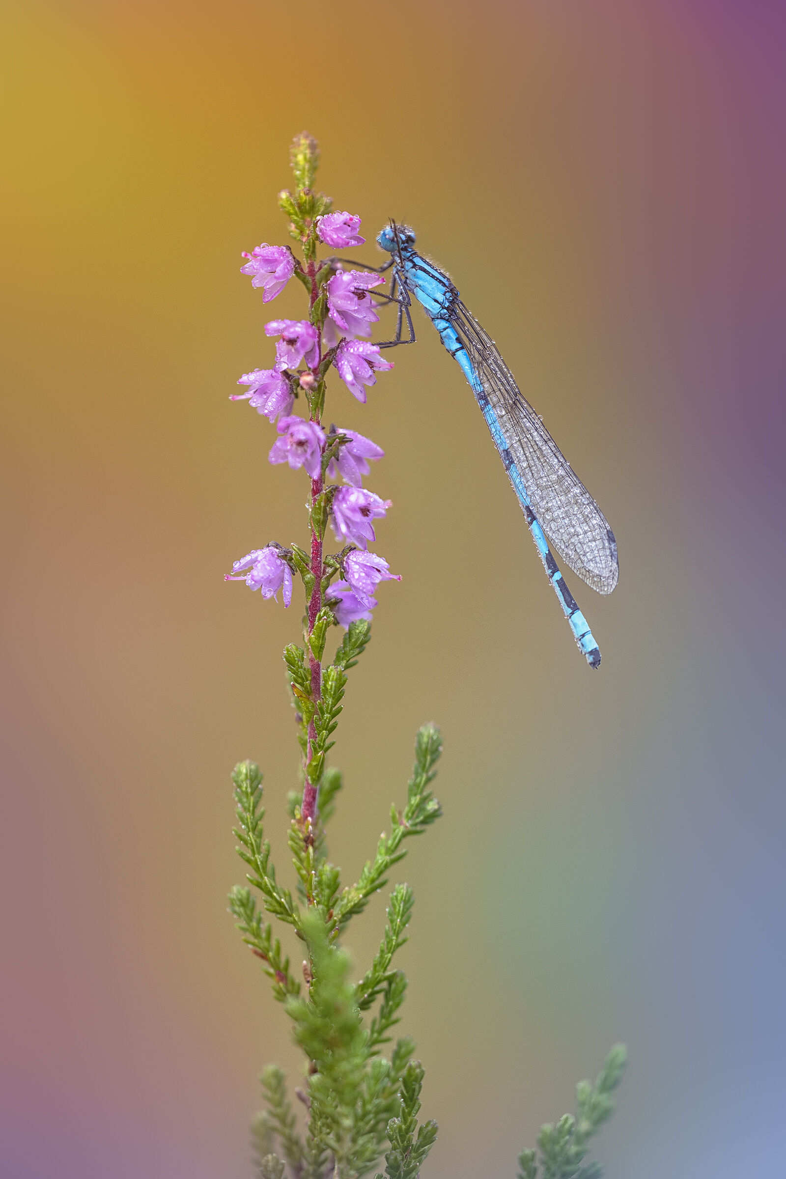 Enallagma cyathigerum