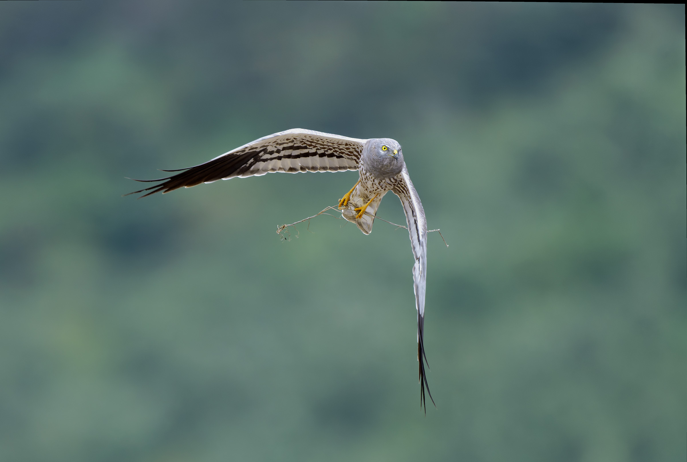Circus pygargus (Montagu's Harrier)