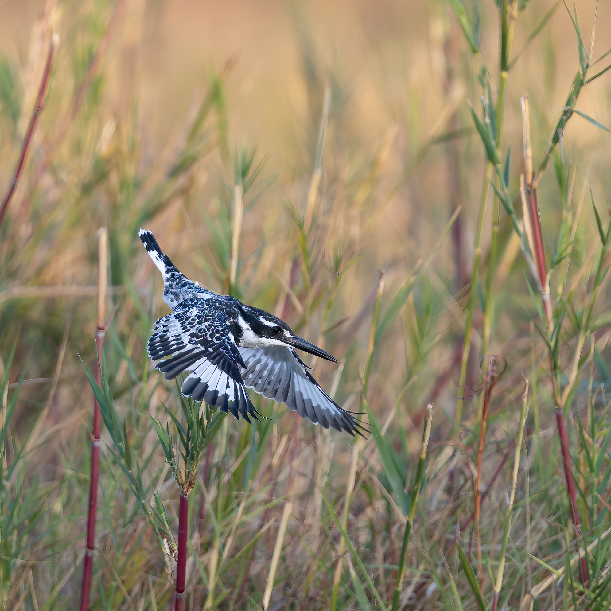 Kingfisher - Kruger National Park